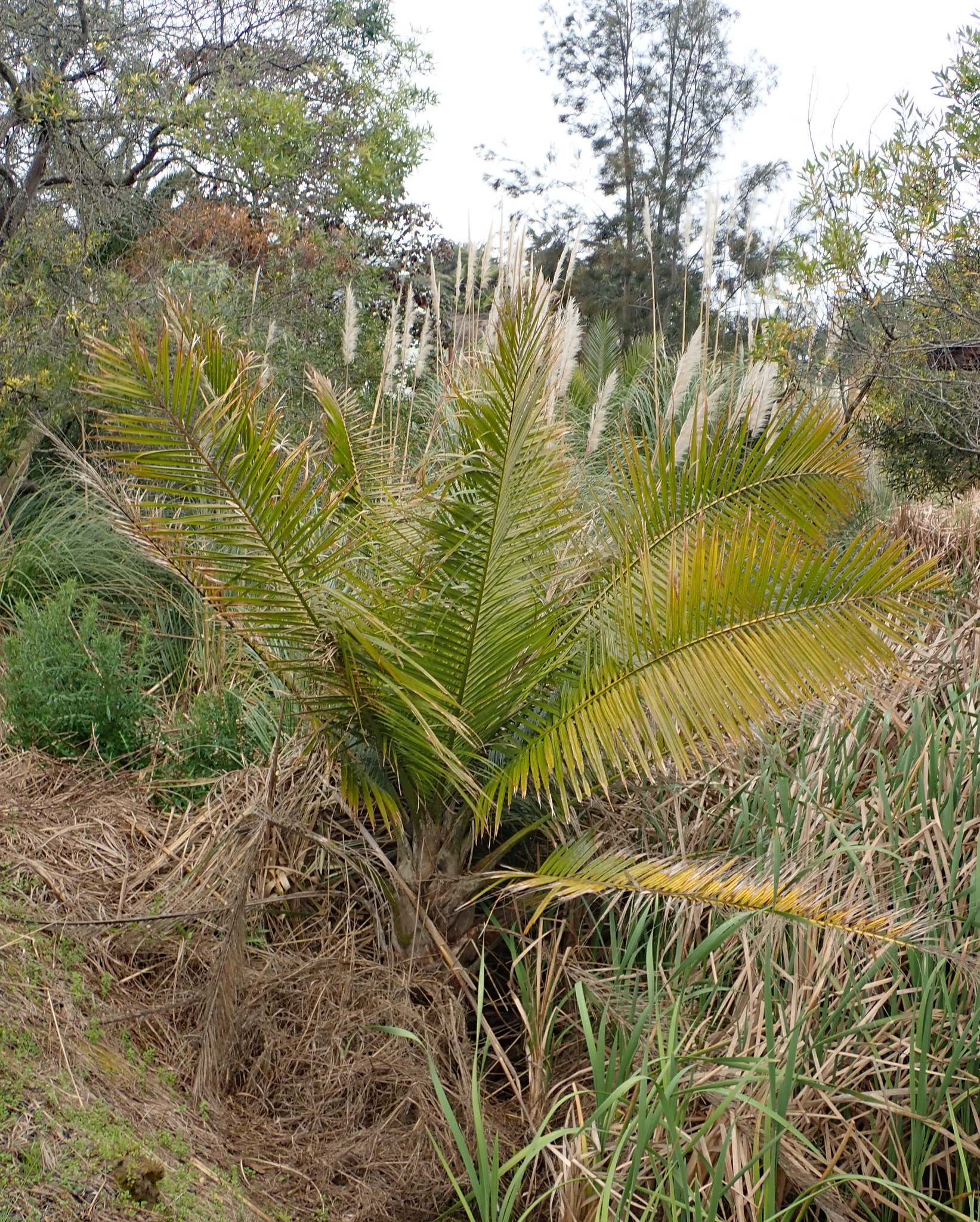 Ravenea rivularis — reference photo