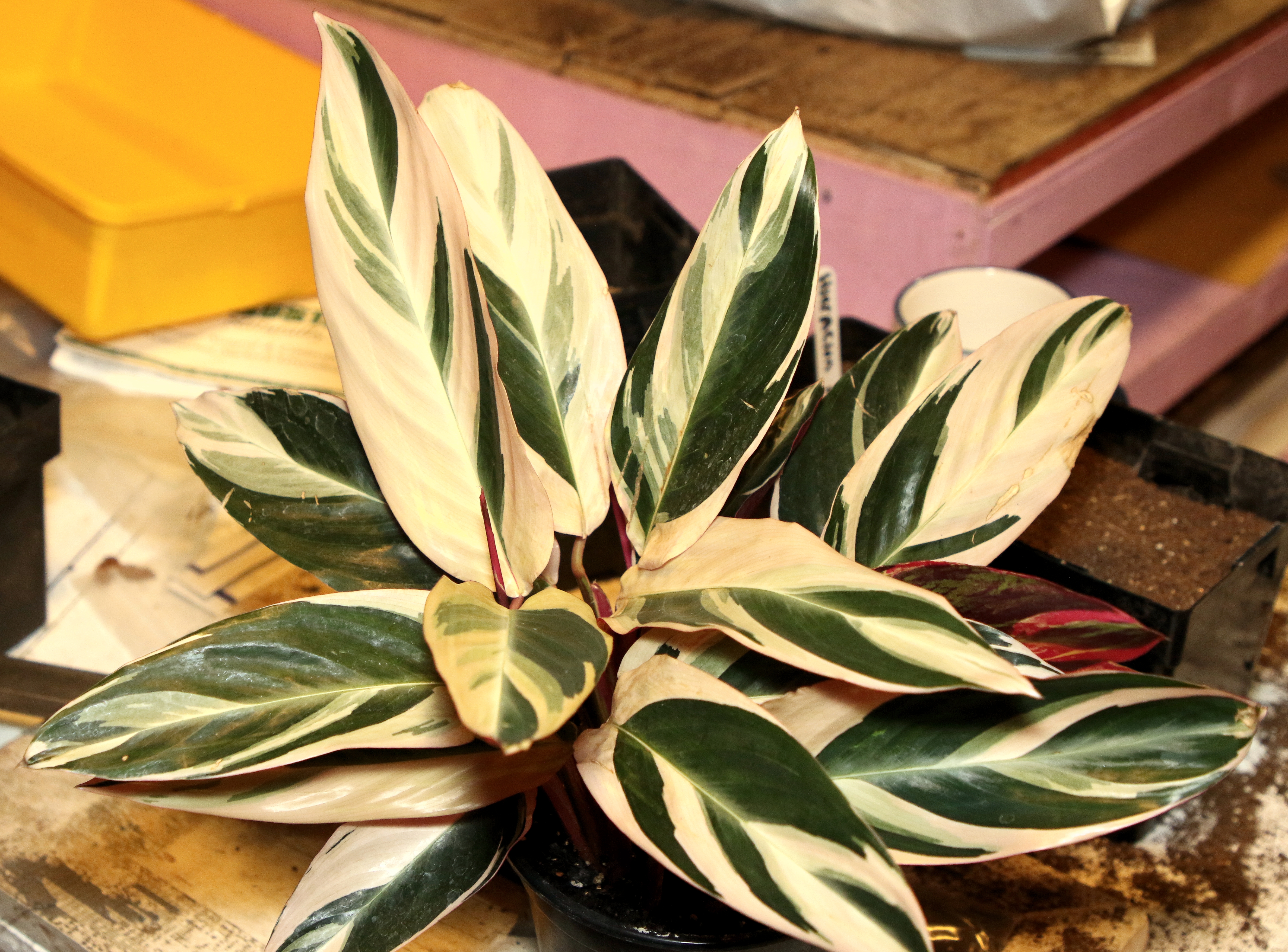Stromanthe thalia — reference photo