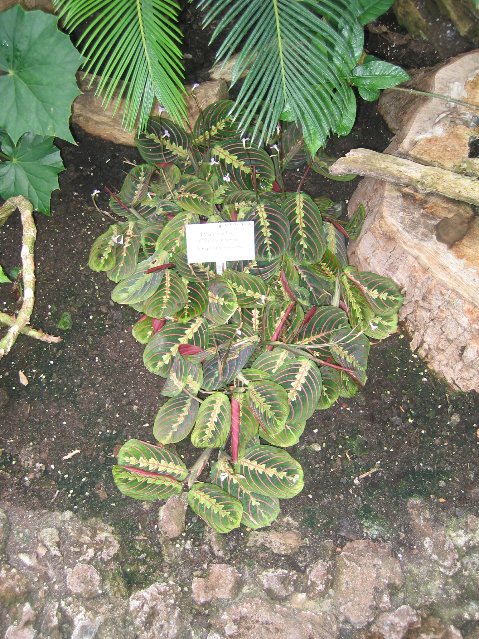 Maranta leuconeura — reference photo