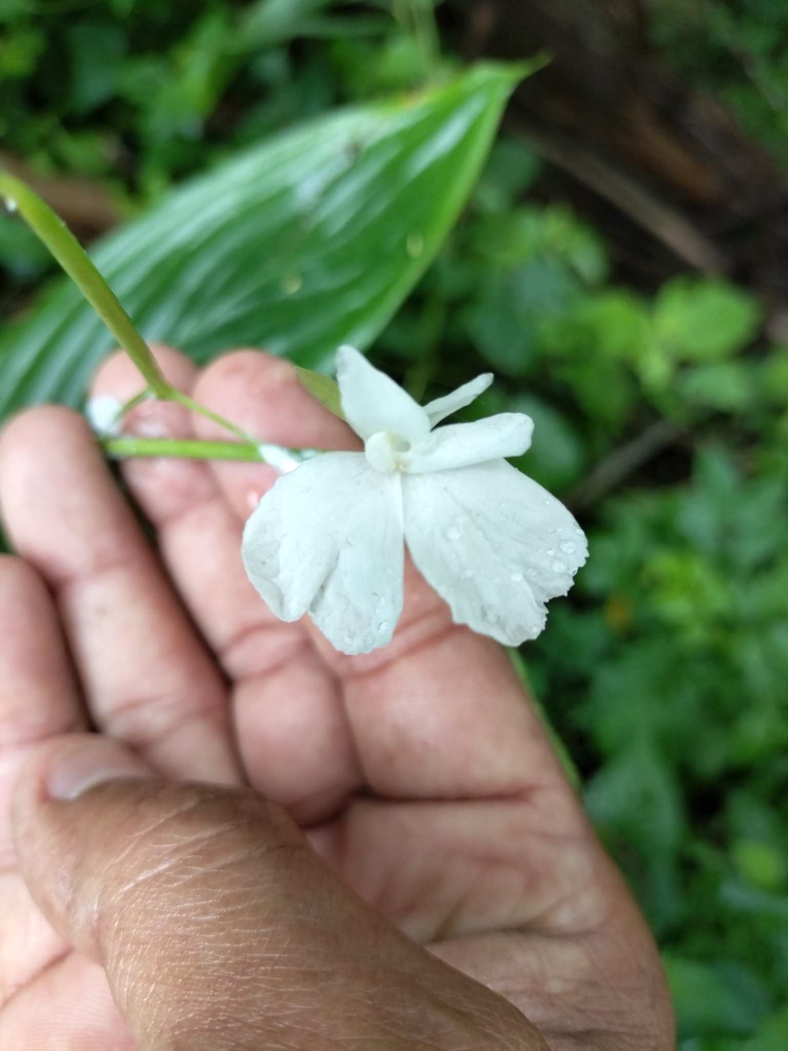 Maranta arundinacea — reference photo