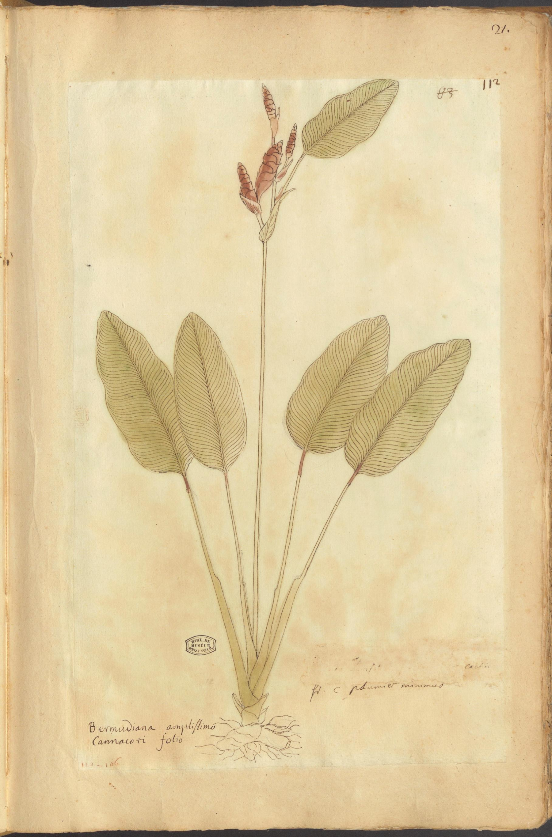 Calathea lutea — reference photo
