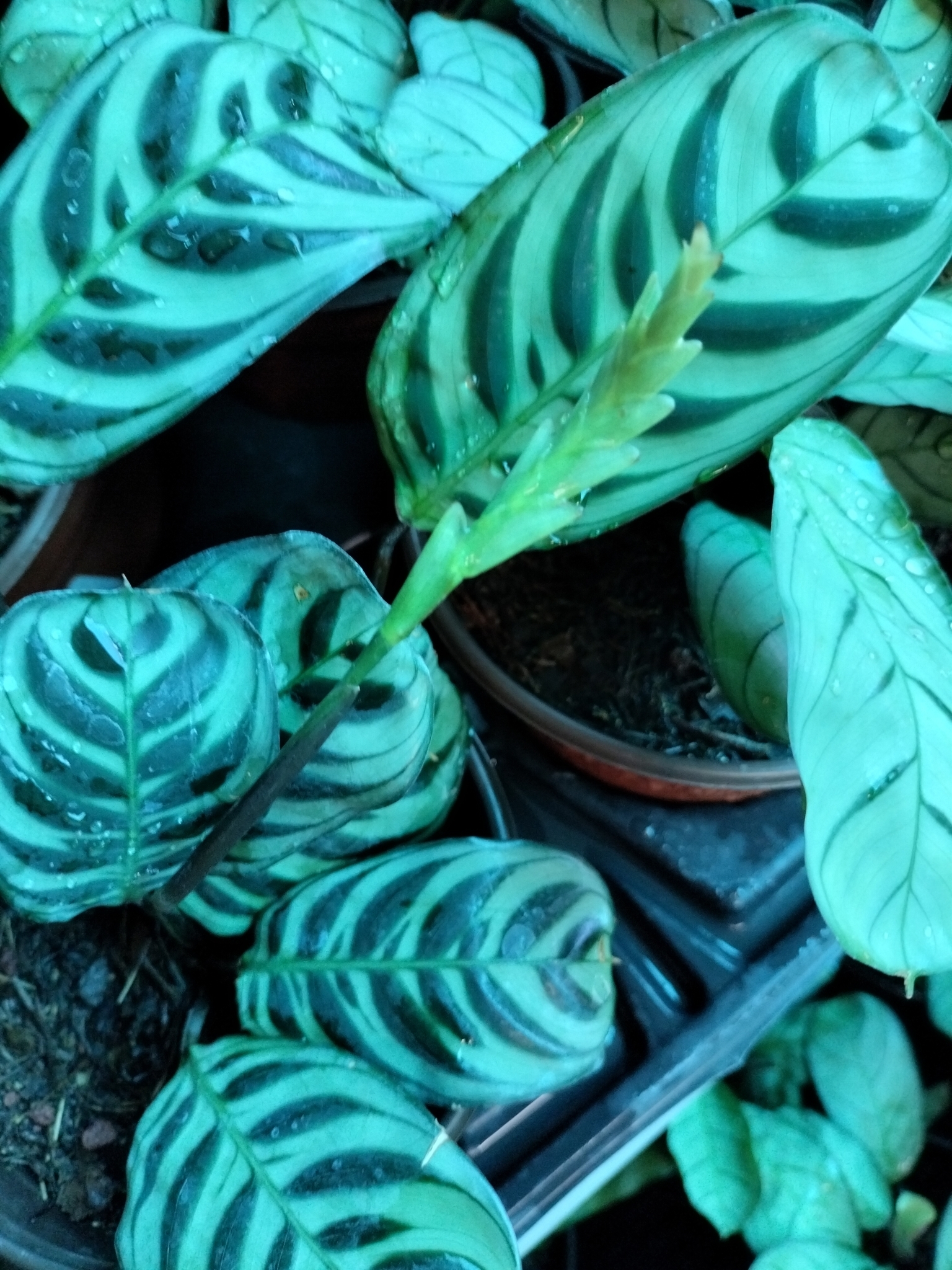 Ctenanthe burle-marxii — reference photo