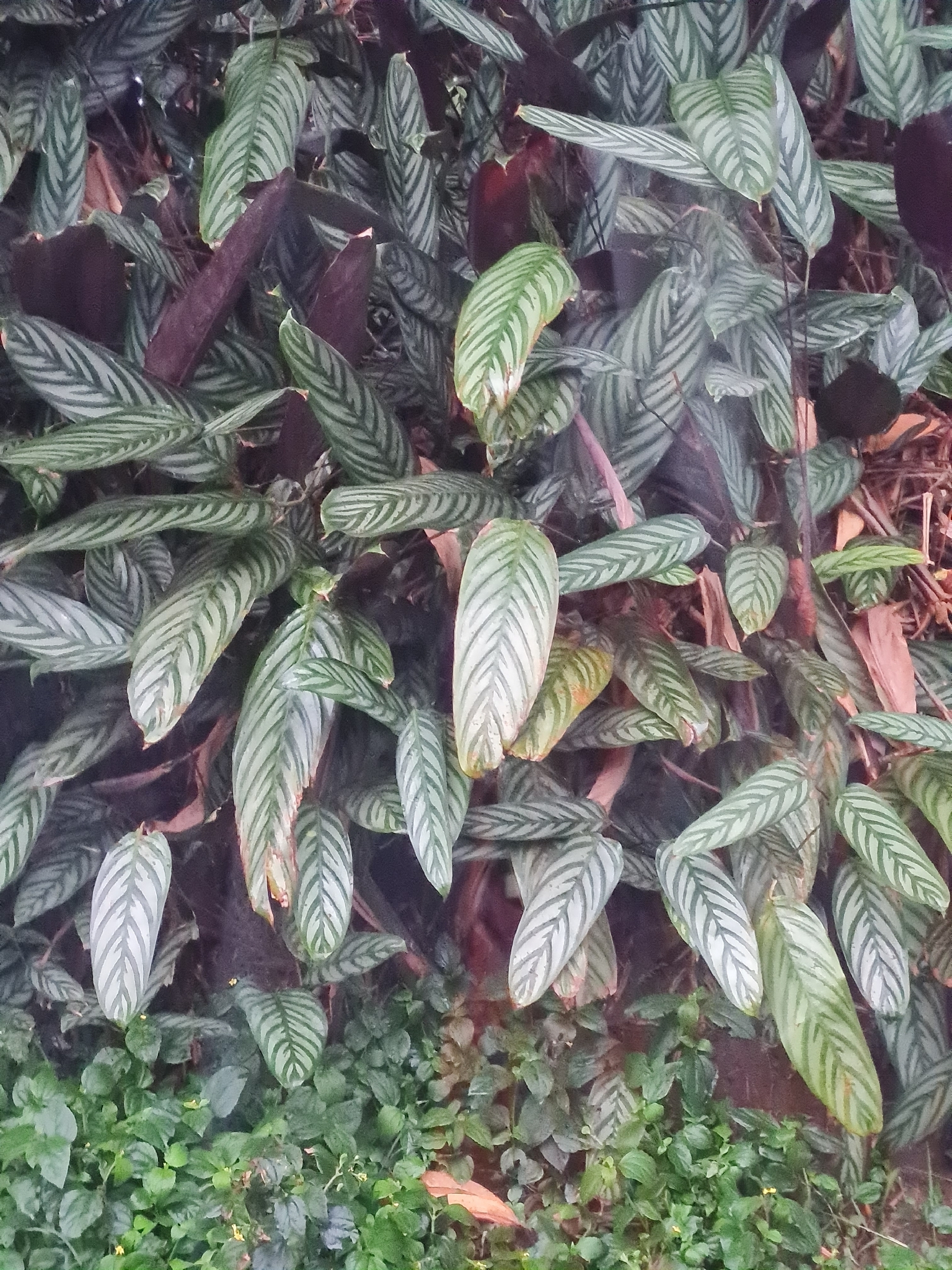 Ctenanthe setosa — reference photo