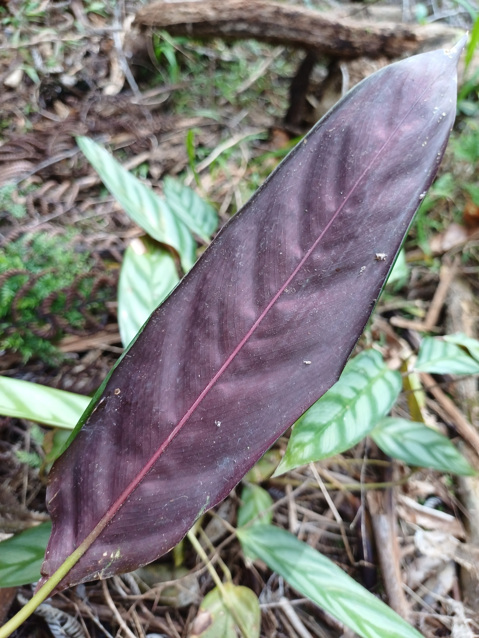 Ctenanthe oppenheimiana — reference photo