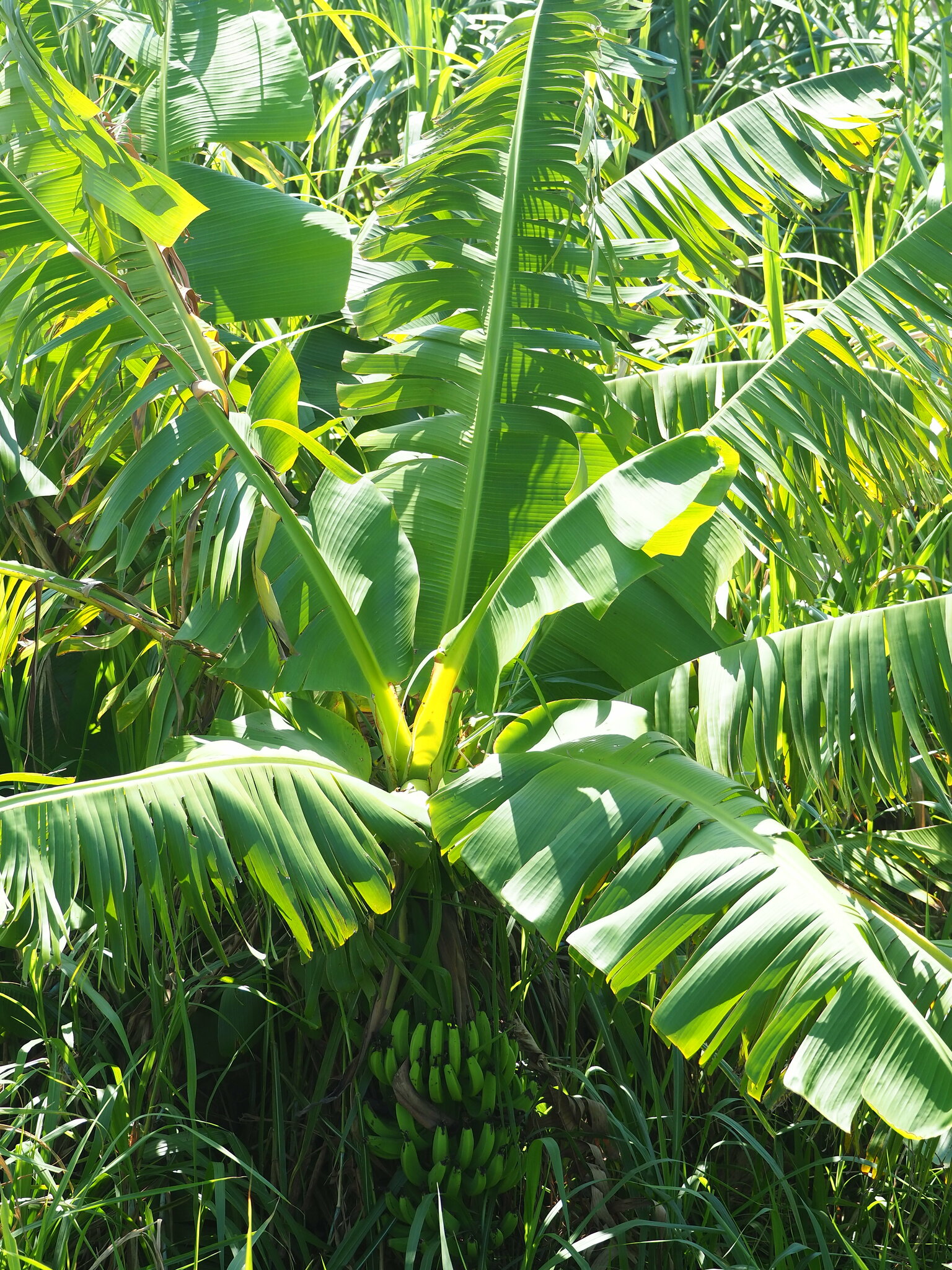 Musa acuminata — reference photo