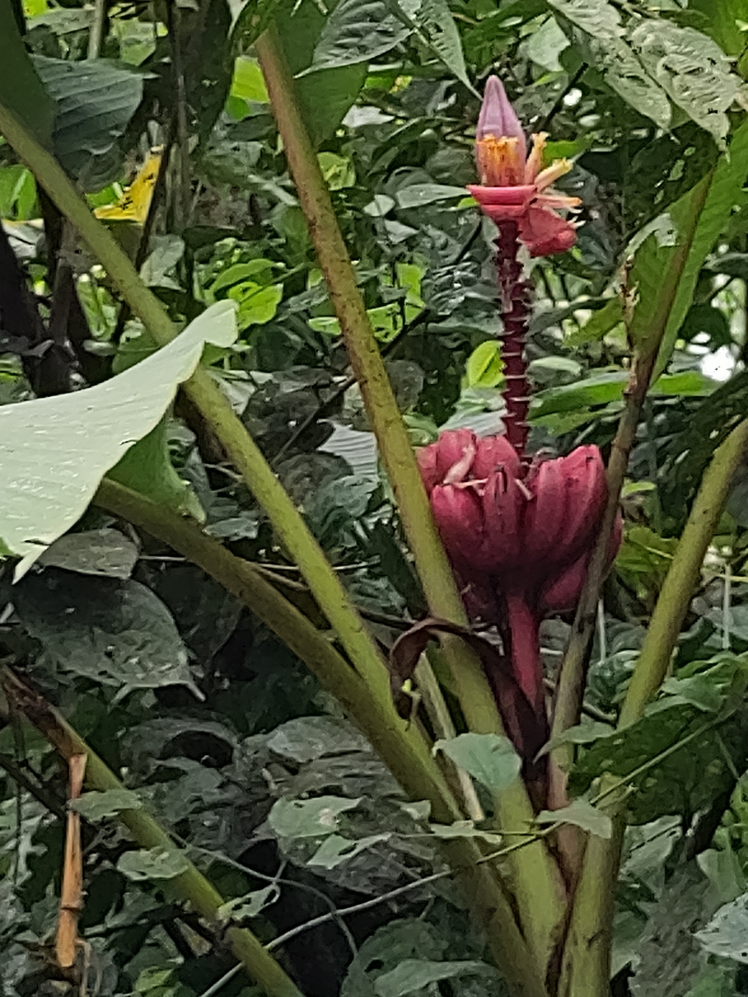Musa velutina — reference photo