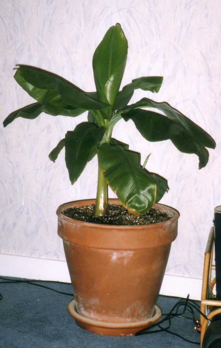 Musa ornata — reference photo