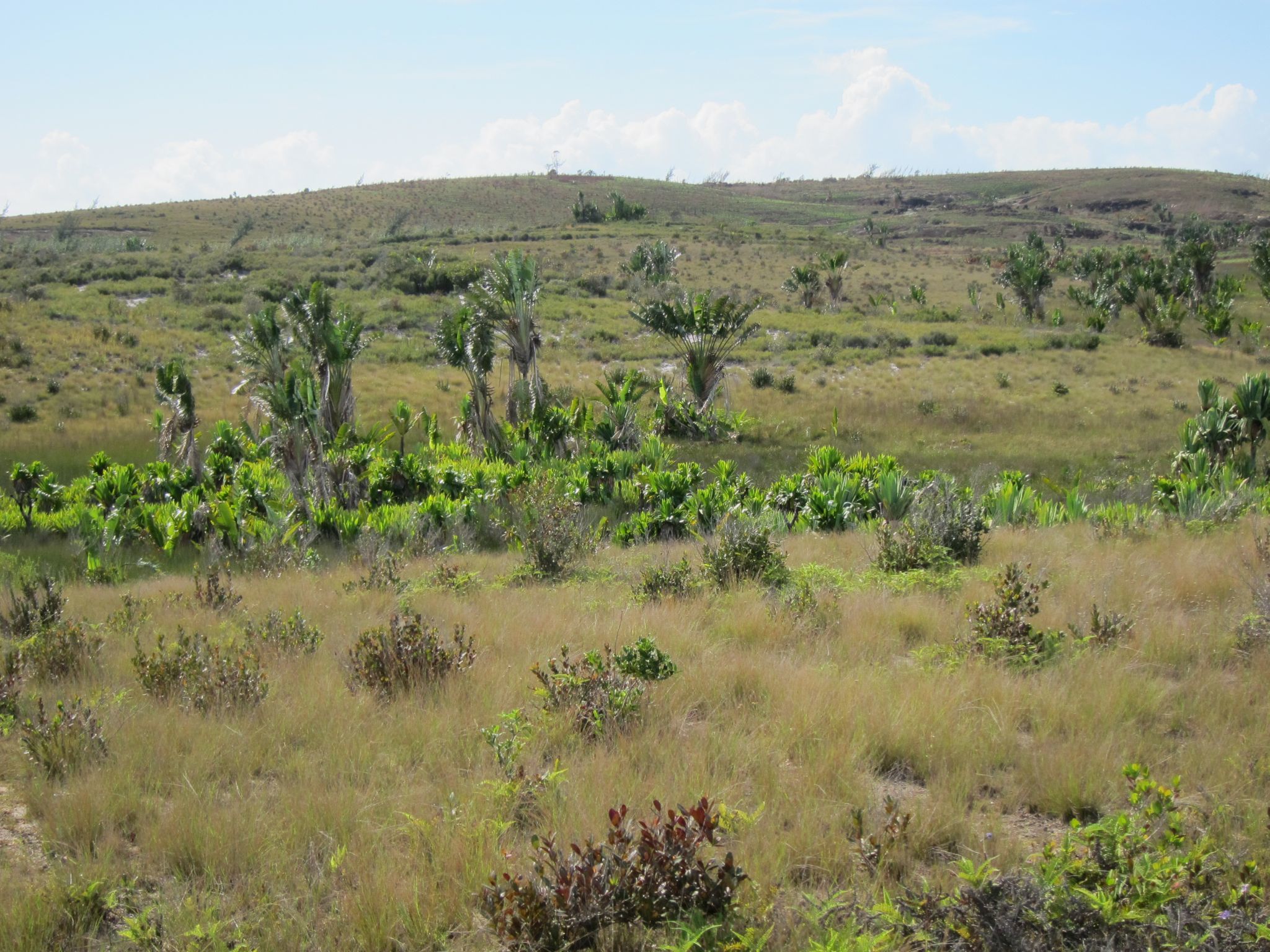 Ravenala madagascariensis — reference photo