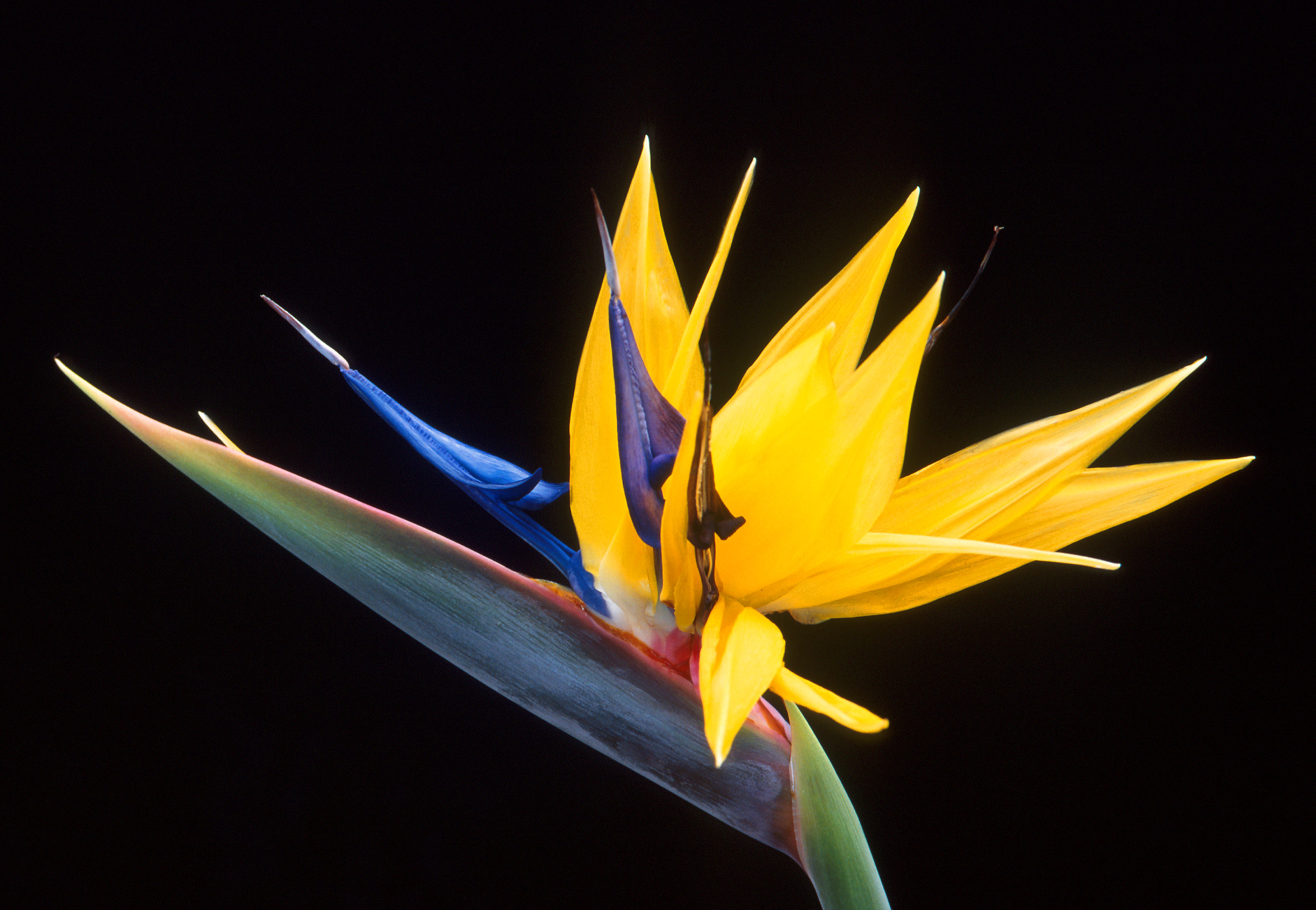 Strelitzia reginae — reference photo