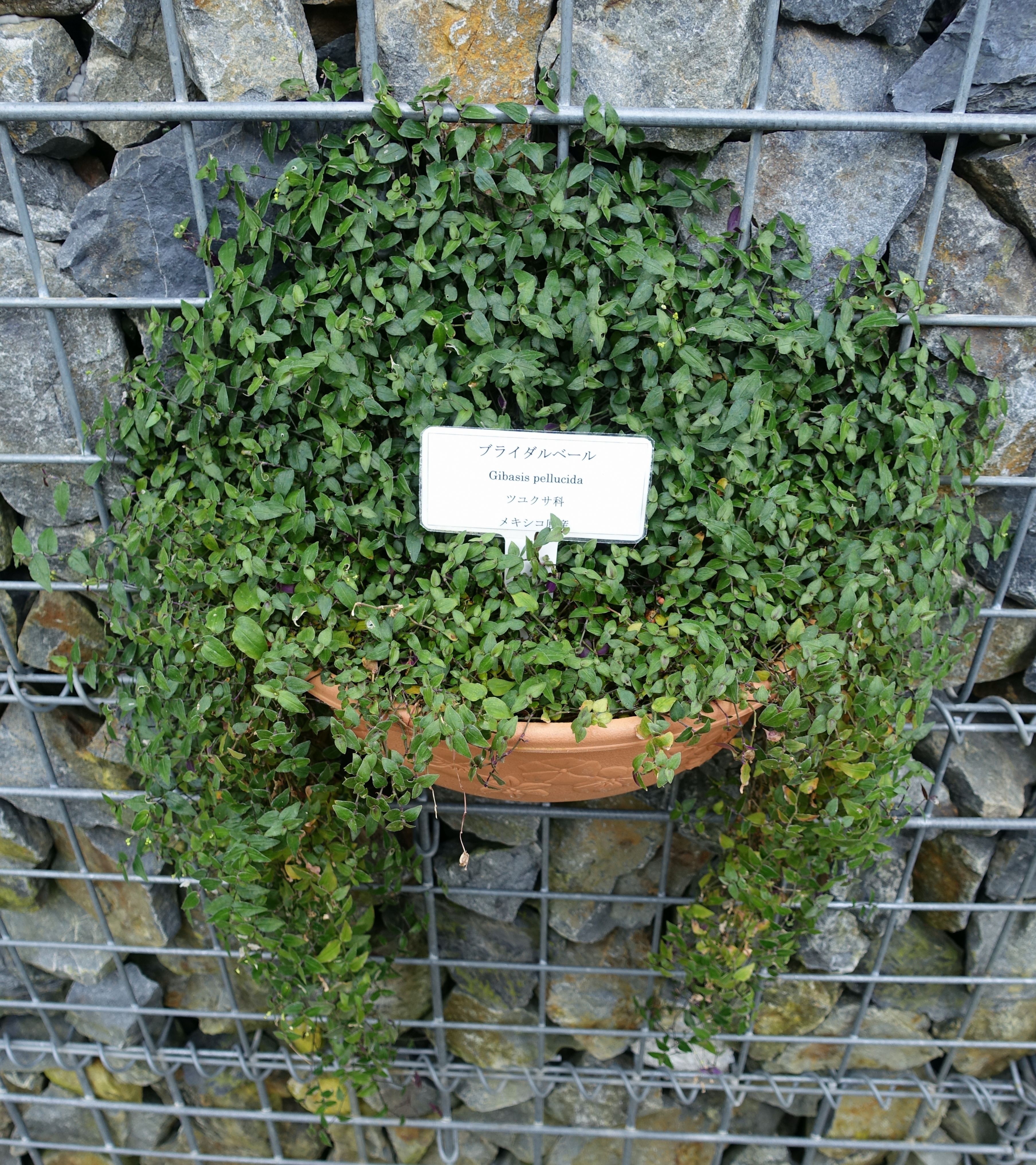Gibasis pellucida — reference photo