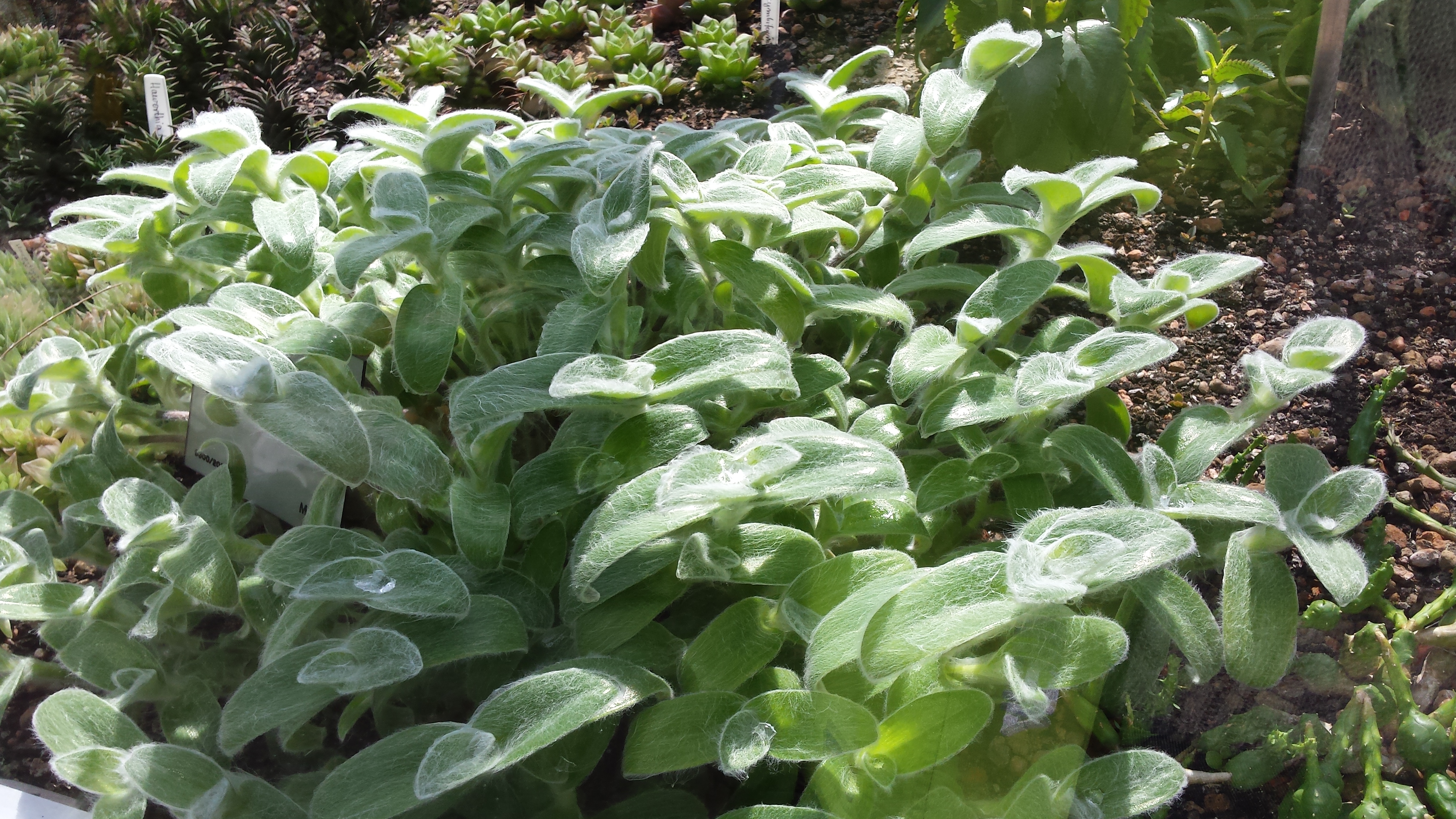 Tradescantia sillamontana — reference photo