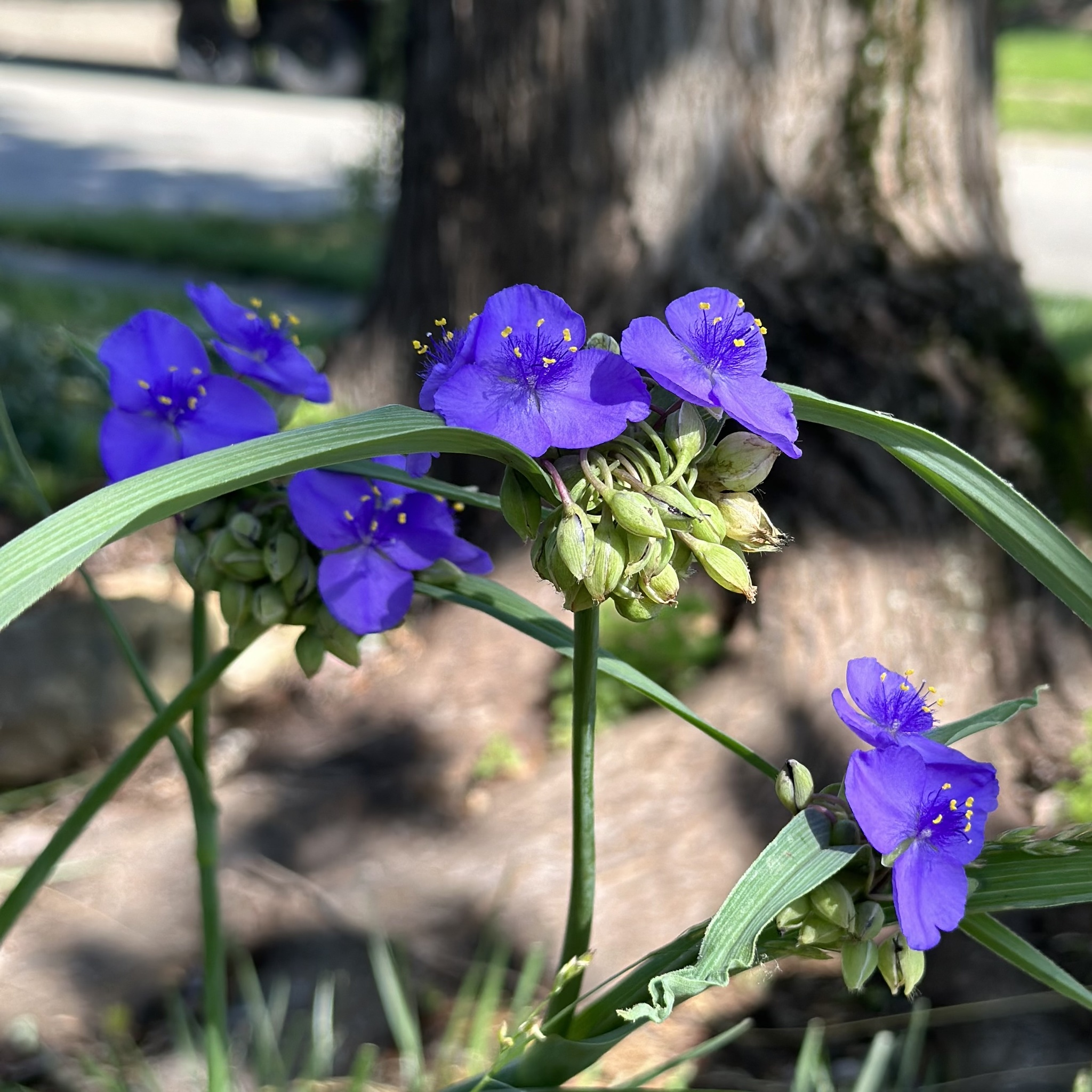 Tradescantia ohiensis — reference photo