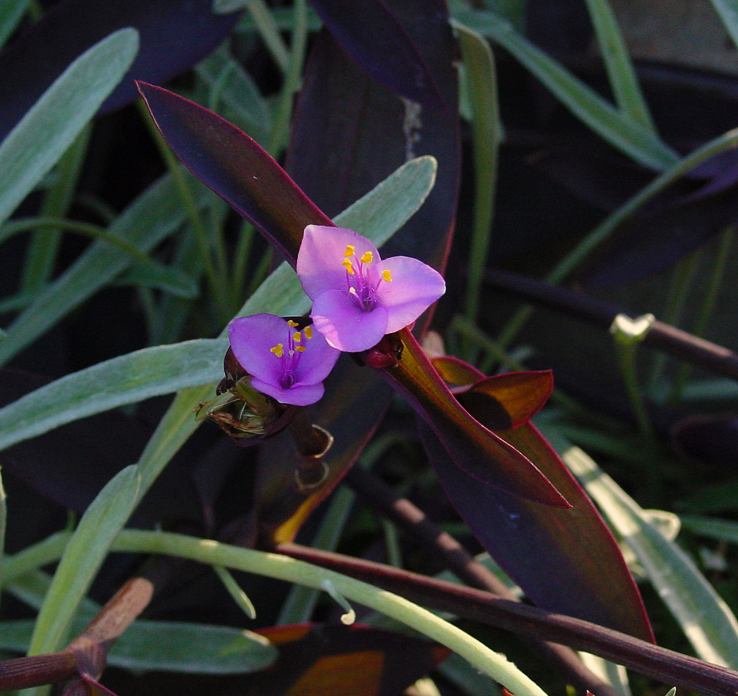 Tradescantia pallida — reference photo