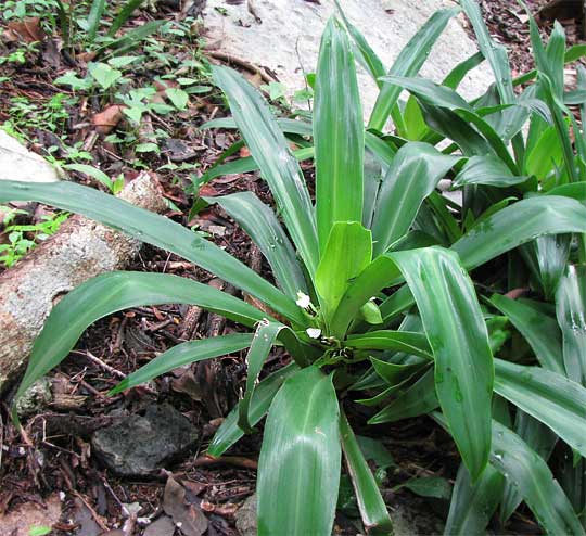 Tradescantia spathacea — reference photo