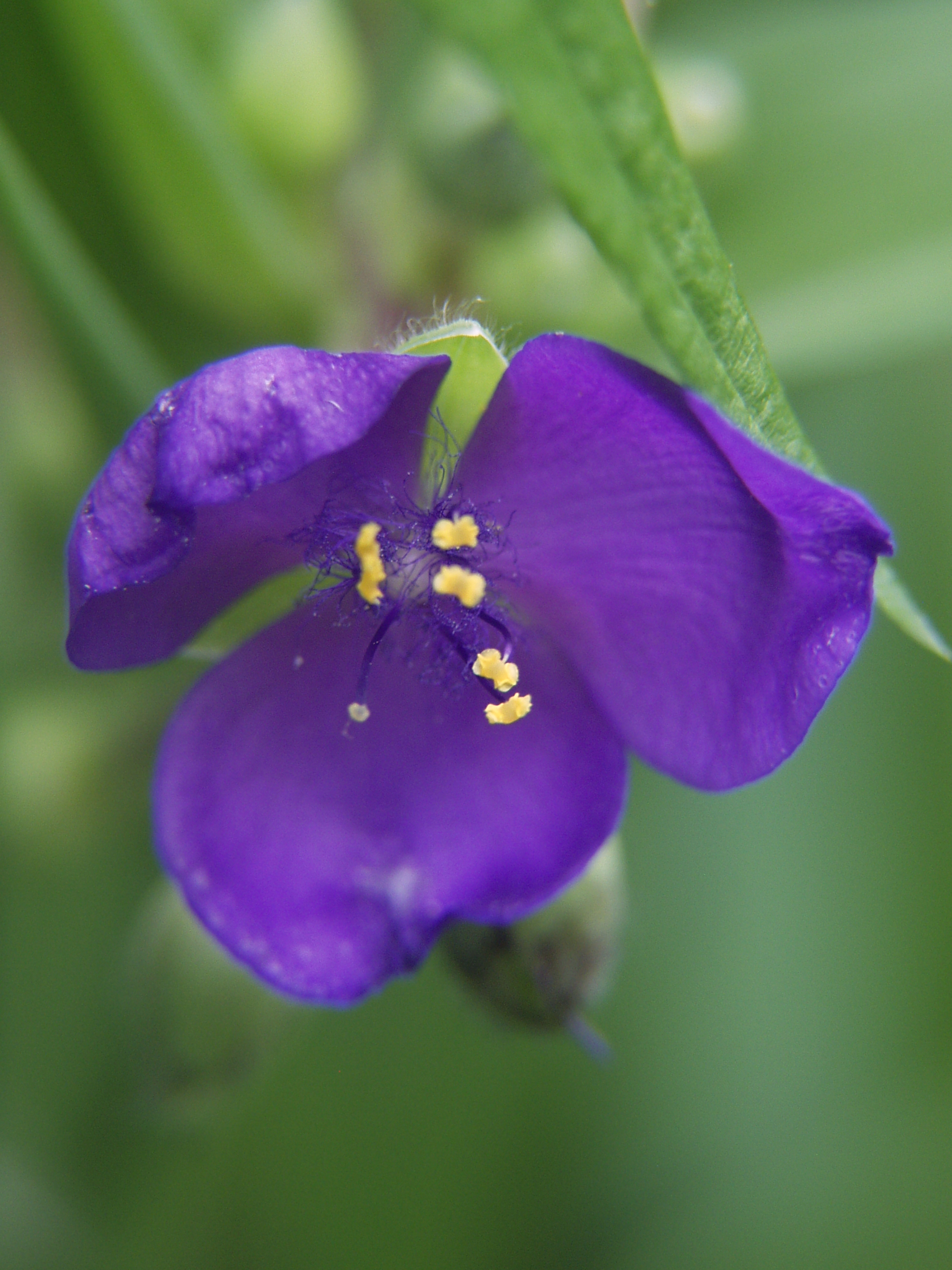 Tradescantia virginiana — reference photo