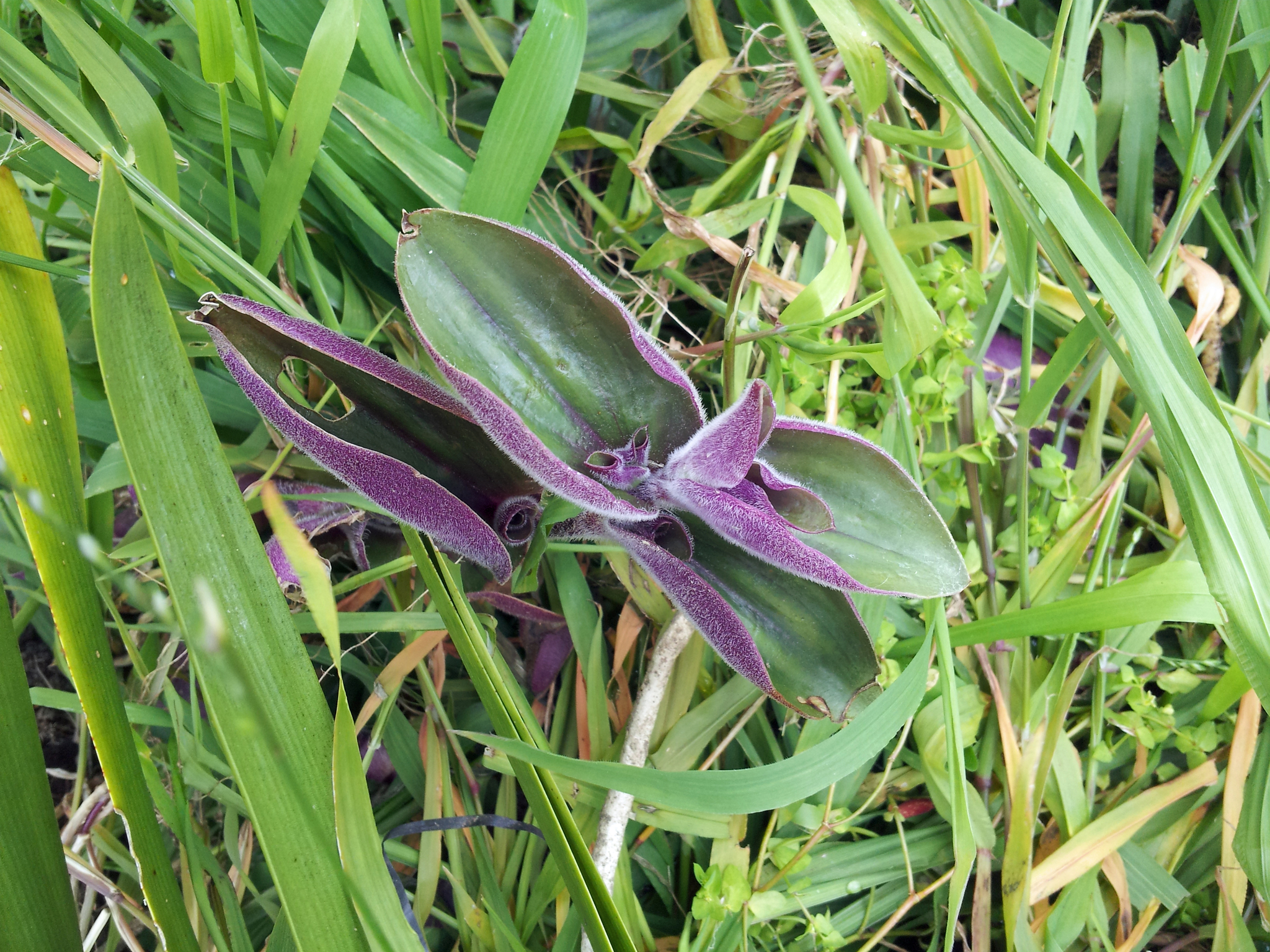 Tradescantia cerinthoides — reference photo