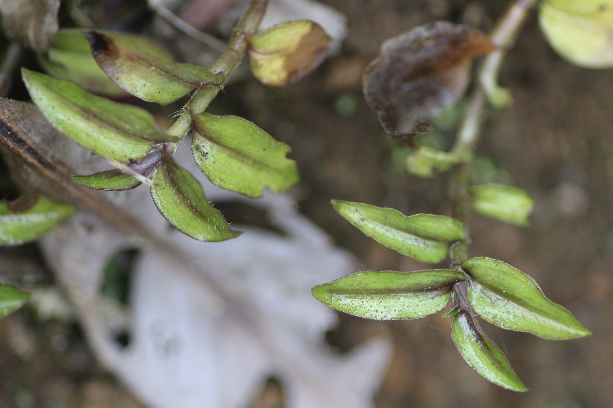 Tradescantia zebrina — reference photo