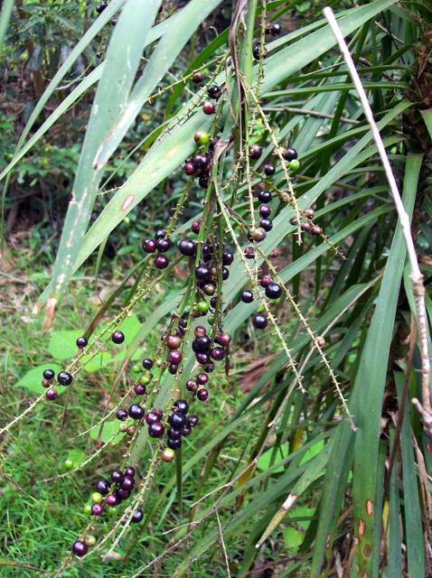 Cordyline stricta — reference photo
