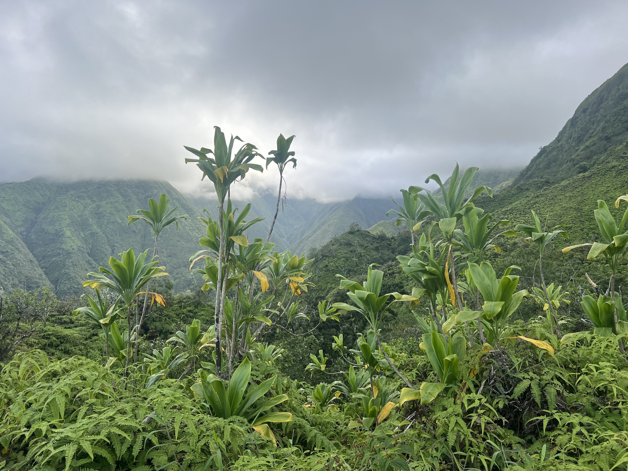 Cordyline fruticosa — reference photo
