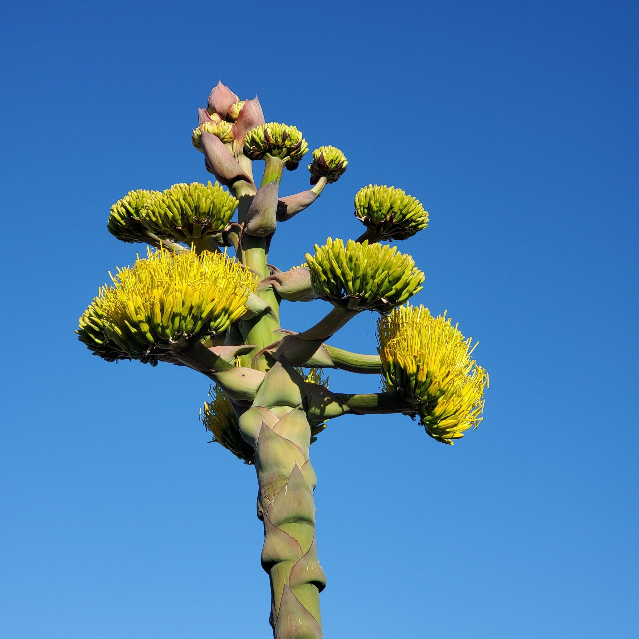 Agave shawii — reference photo