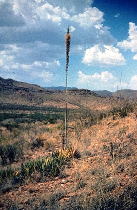 Agave lechuguilla — reference photo