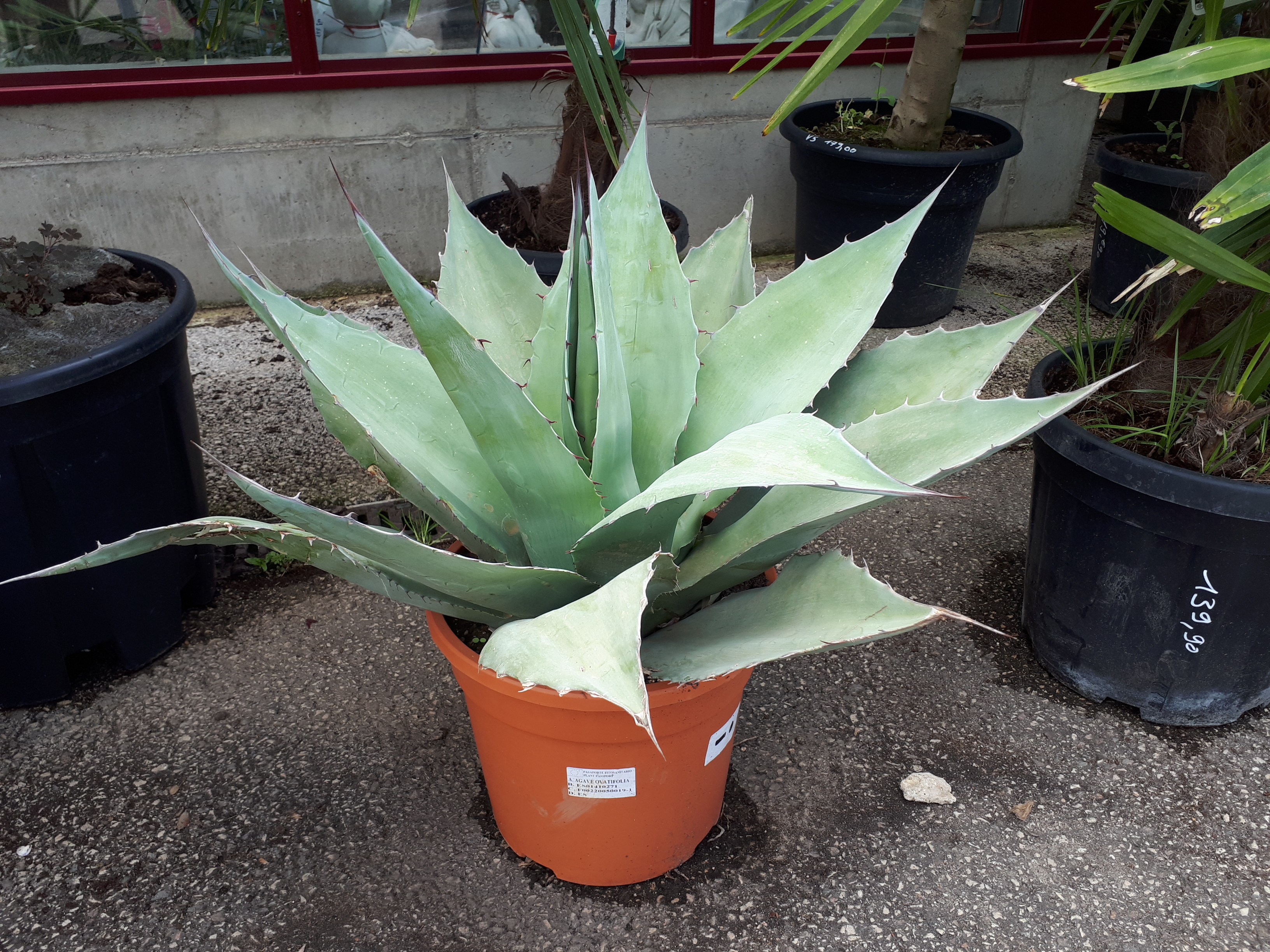 Agave ovatifolia — reference photo