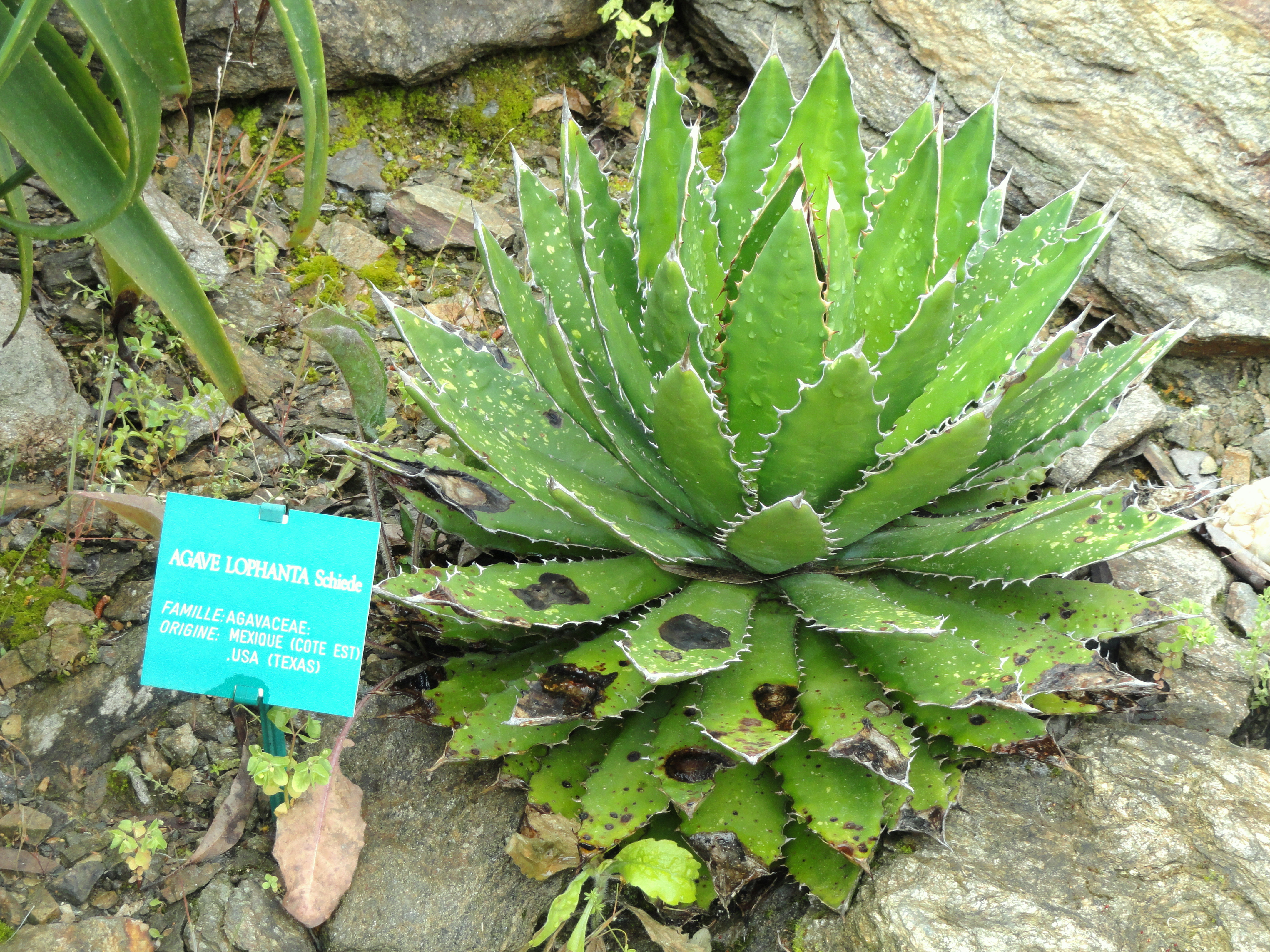 Agave lophantha — reference photo