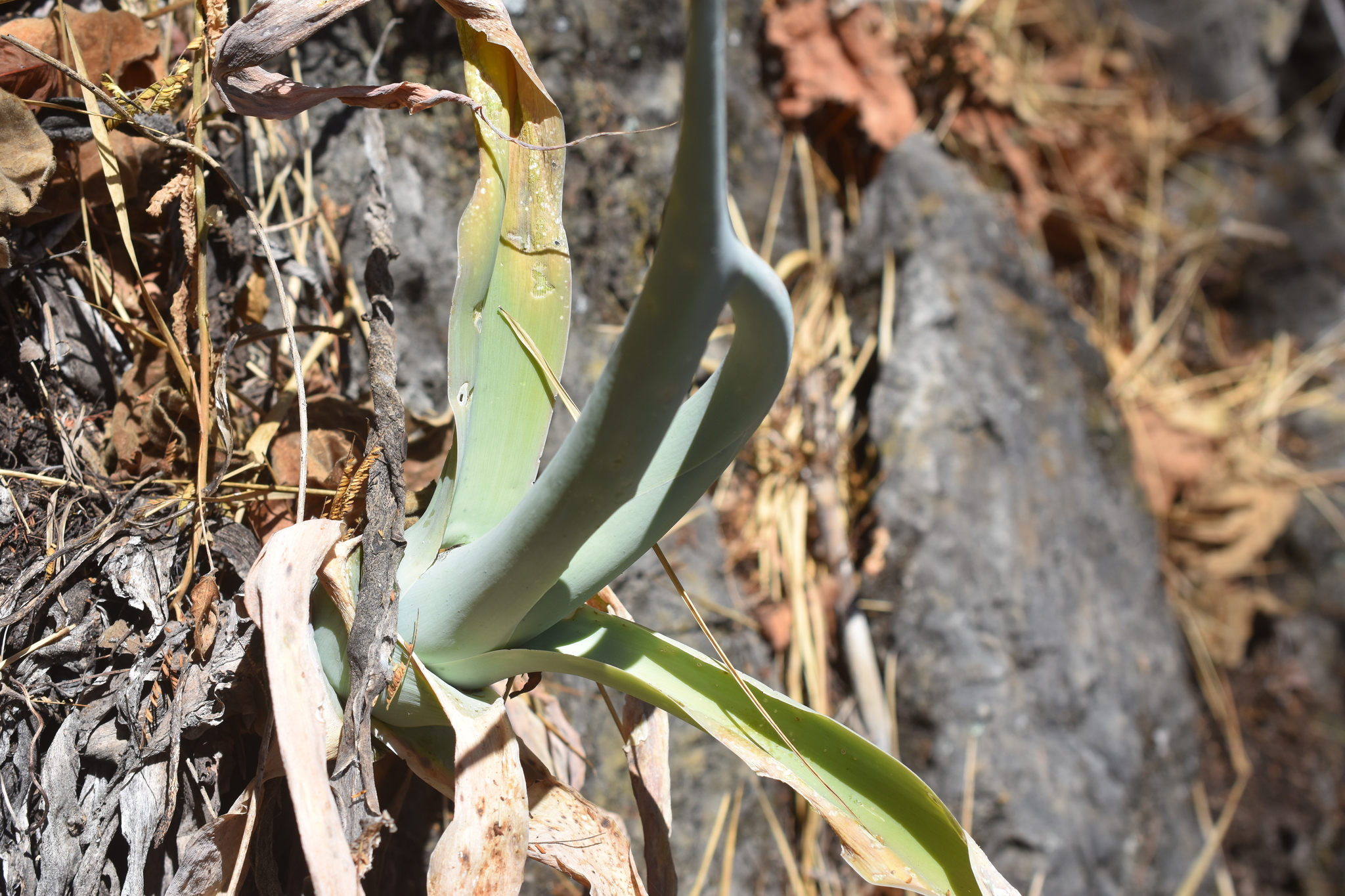 Agave attenuata — reference photo