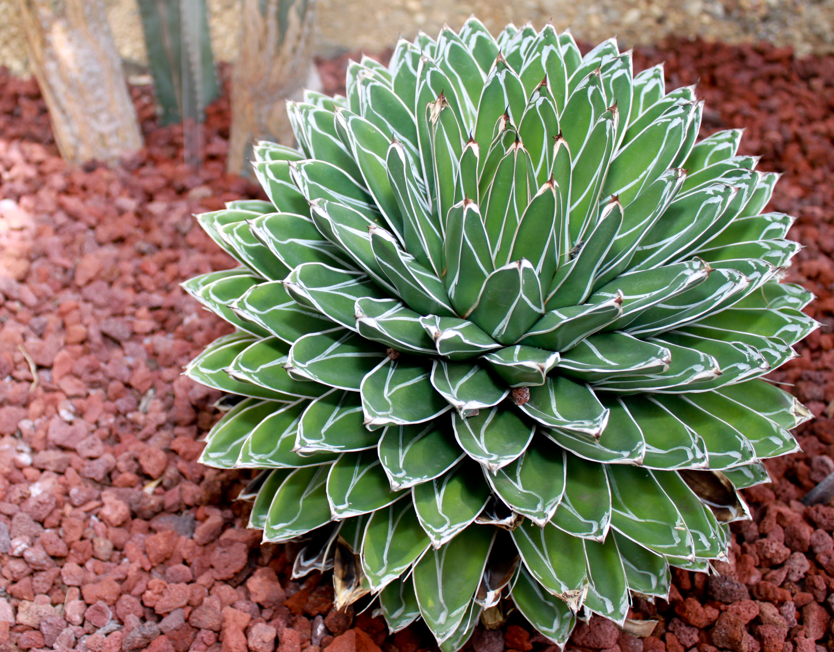 Agave victoriae-reginae — reference photo