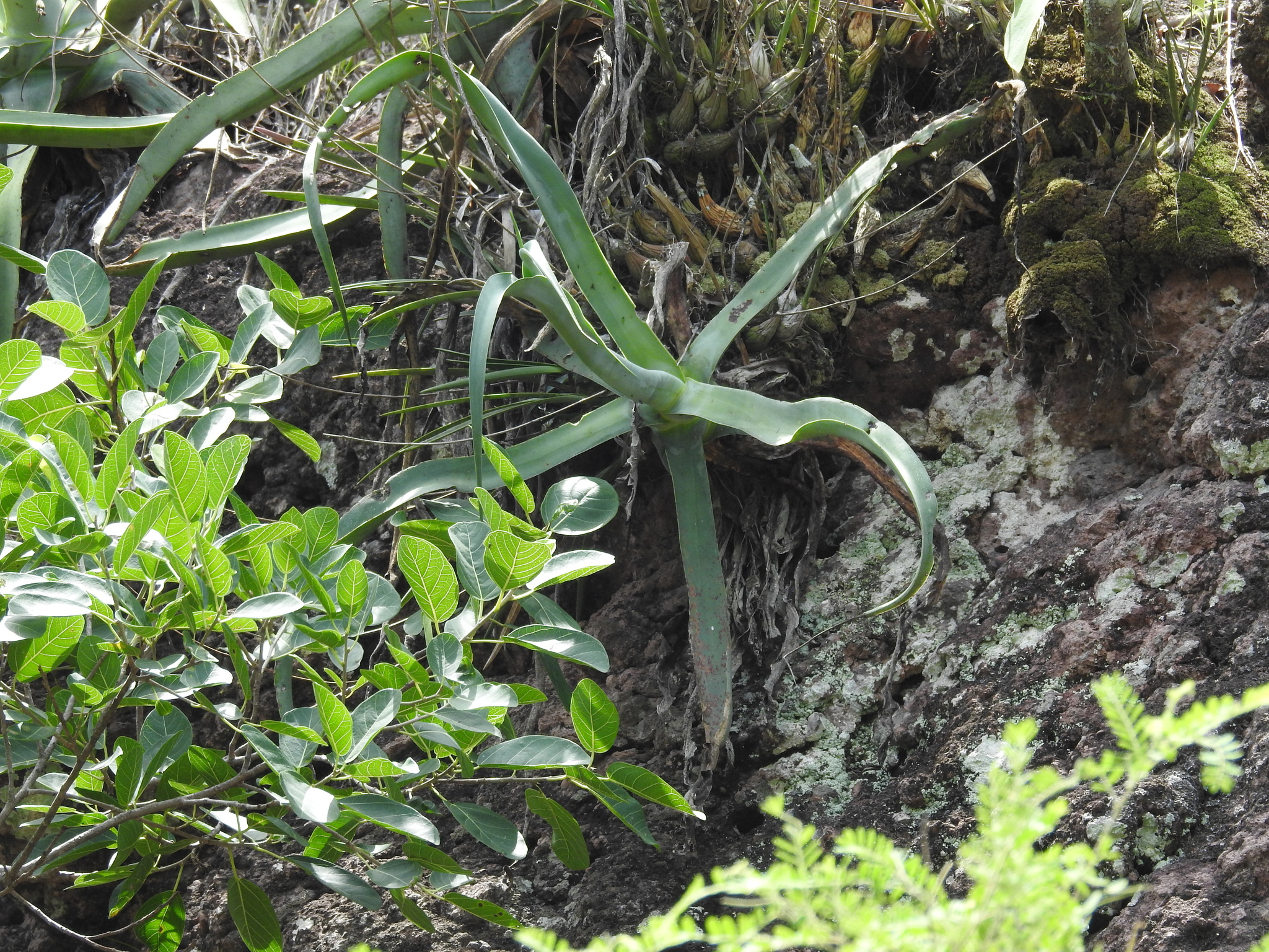Agave vilmoriniana — reference photo