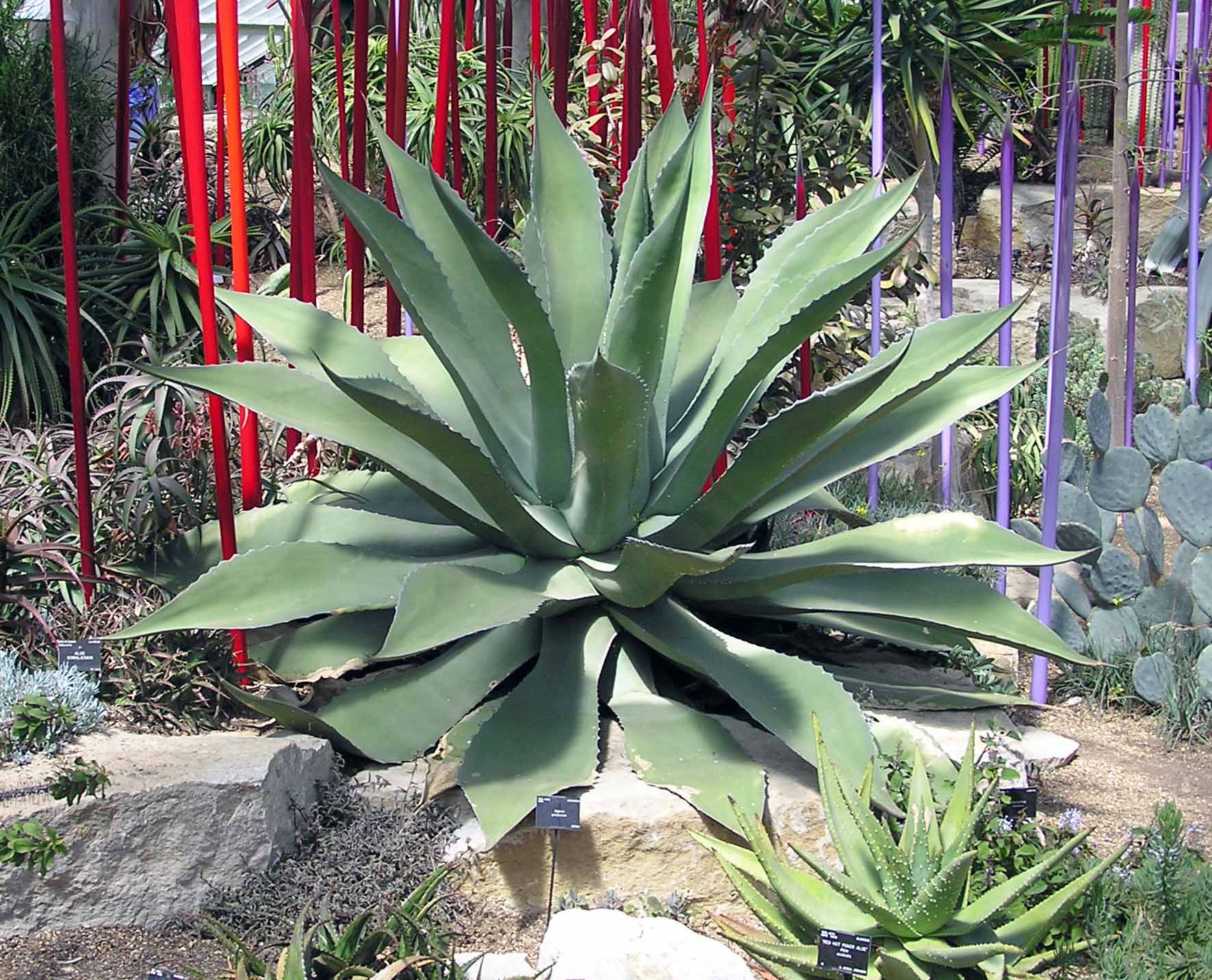 Agave potatorum — reference photo