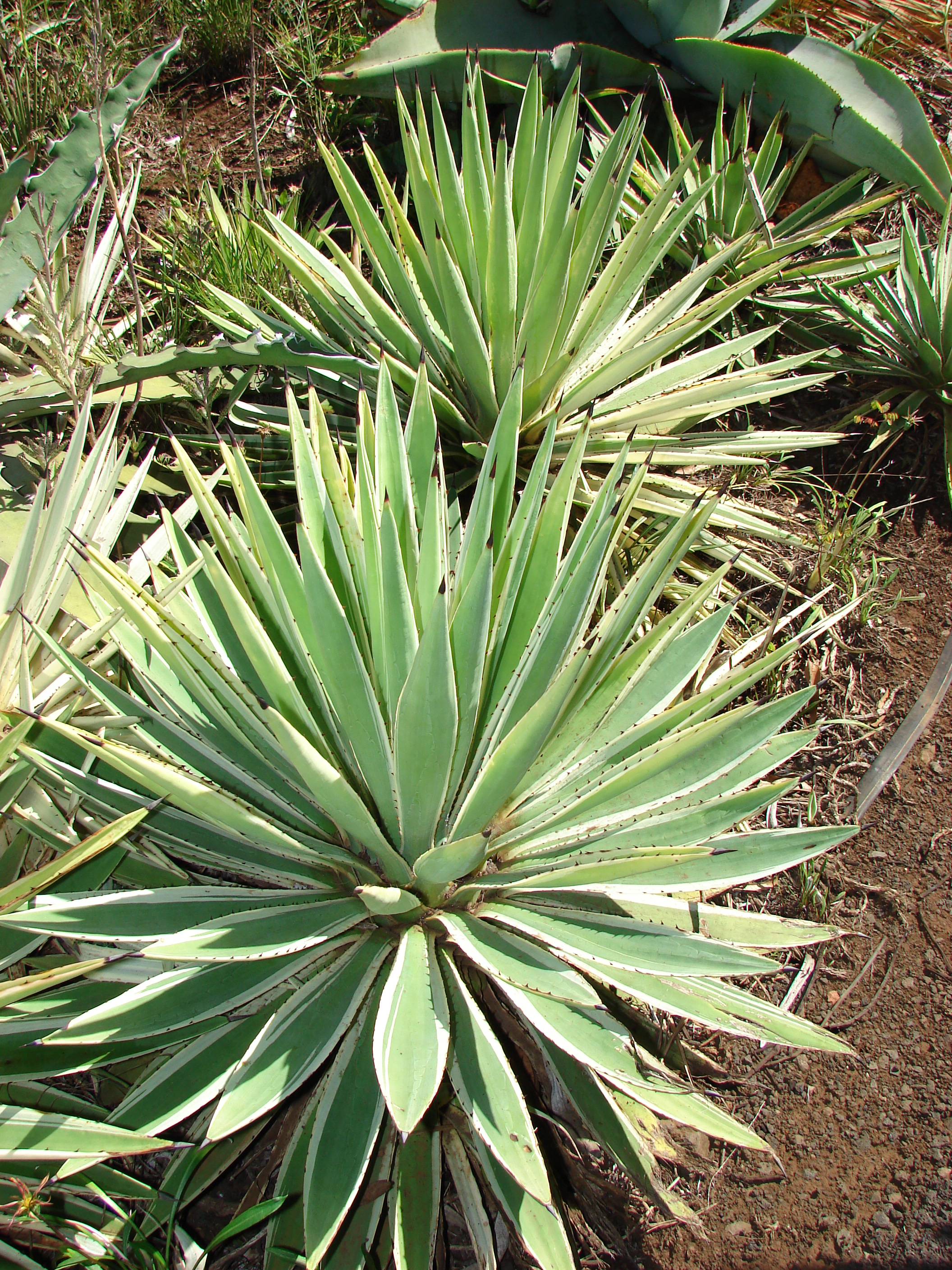 Agave vivipara — reference photo