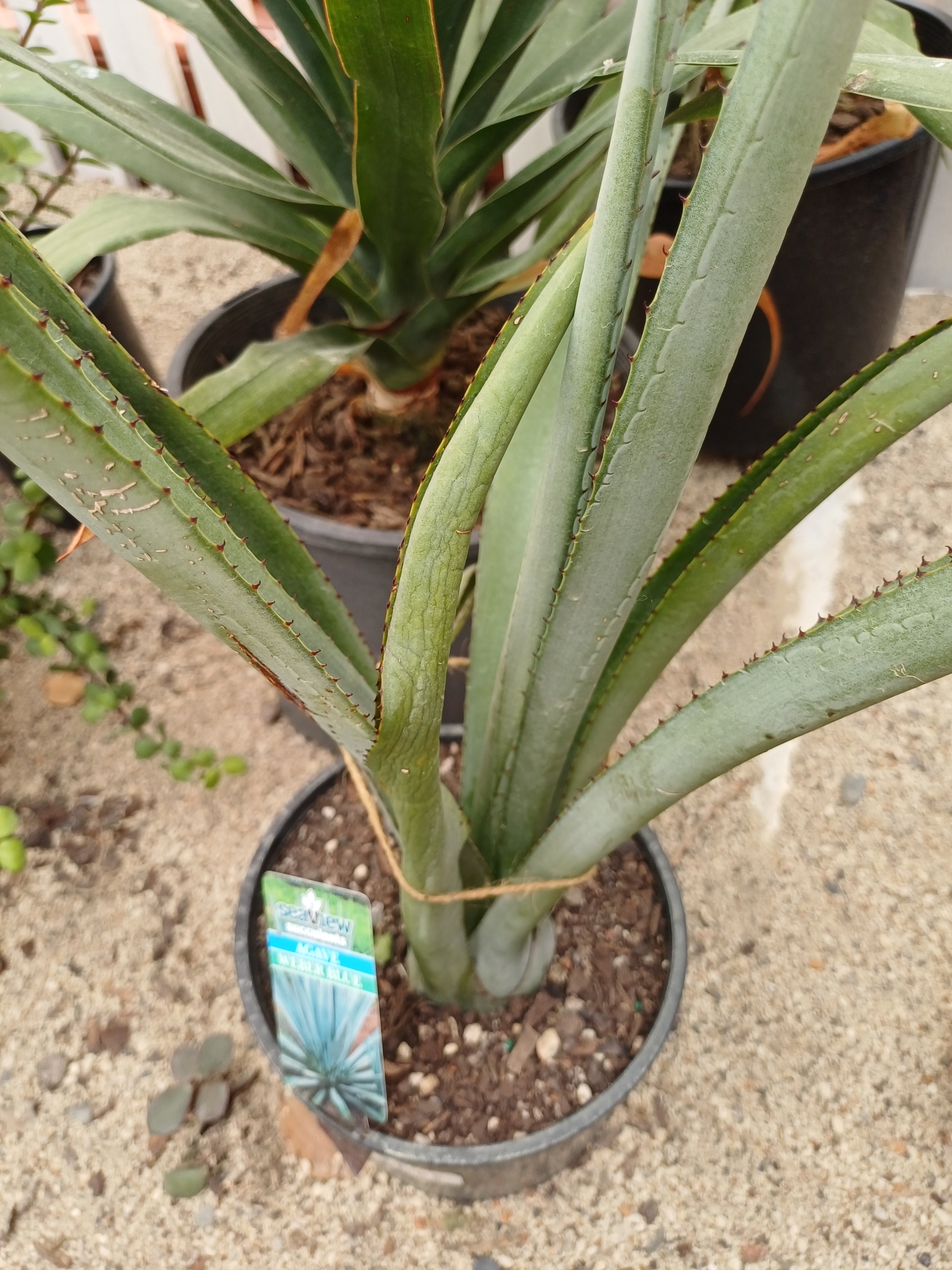 Agave tequilana — reference photo