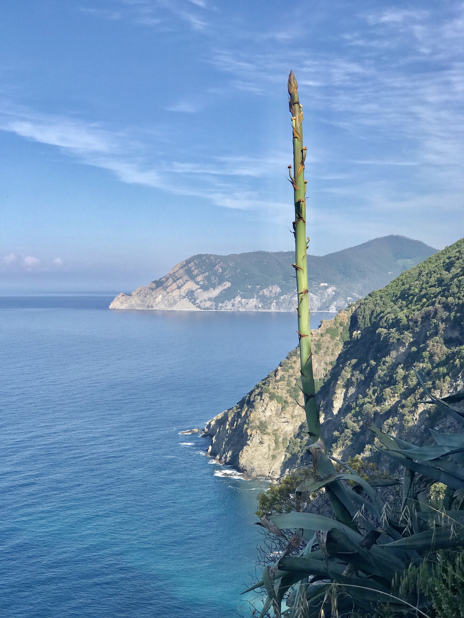 Agave mapisaga — reference photo