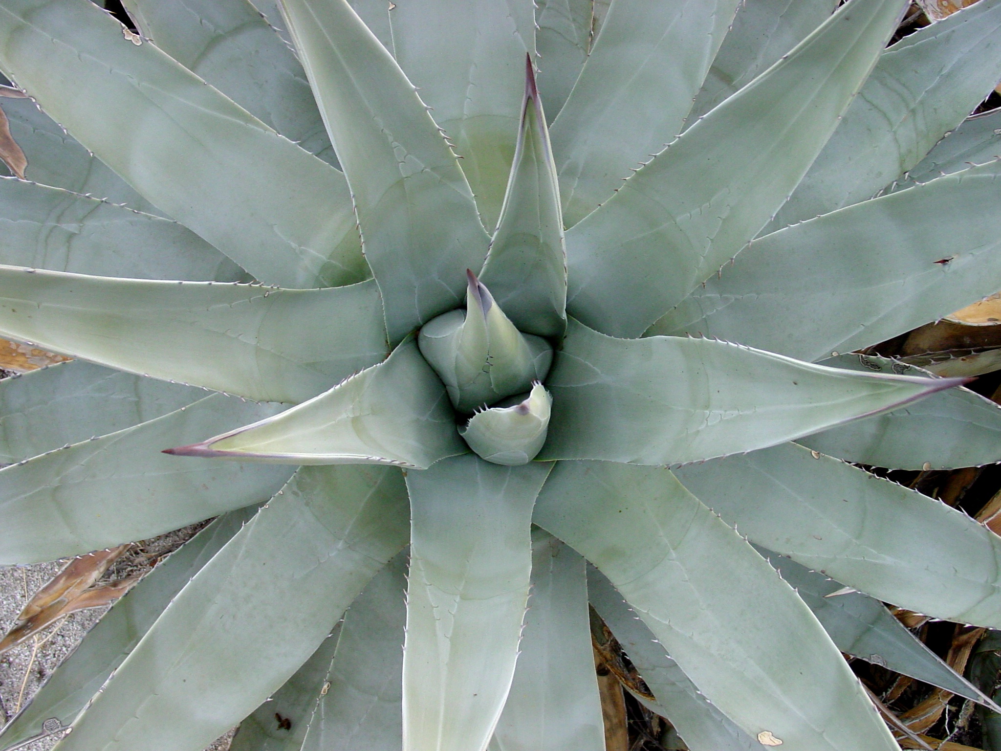 Agave deserti — reference photo