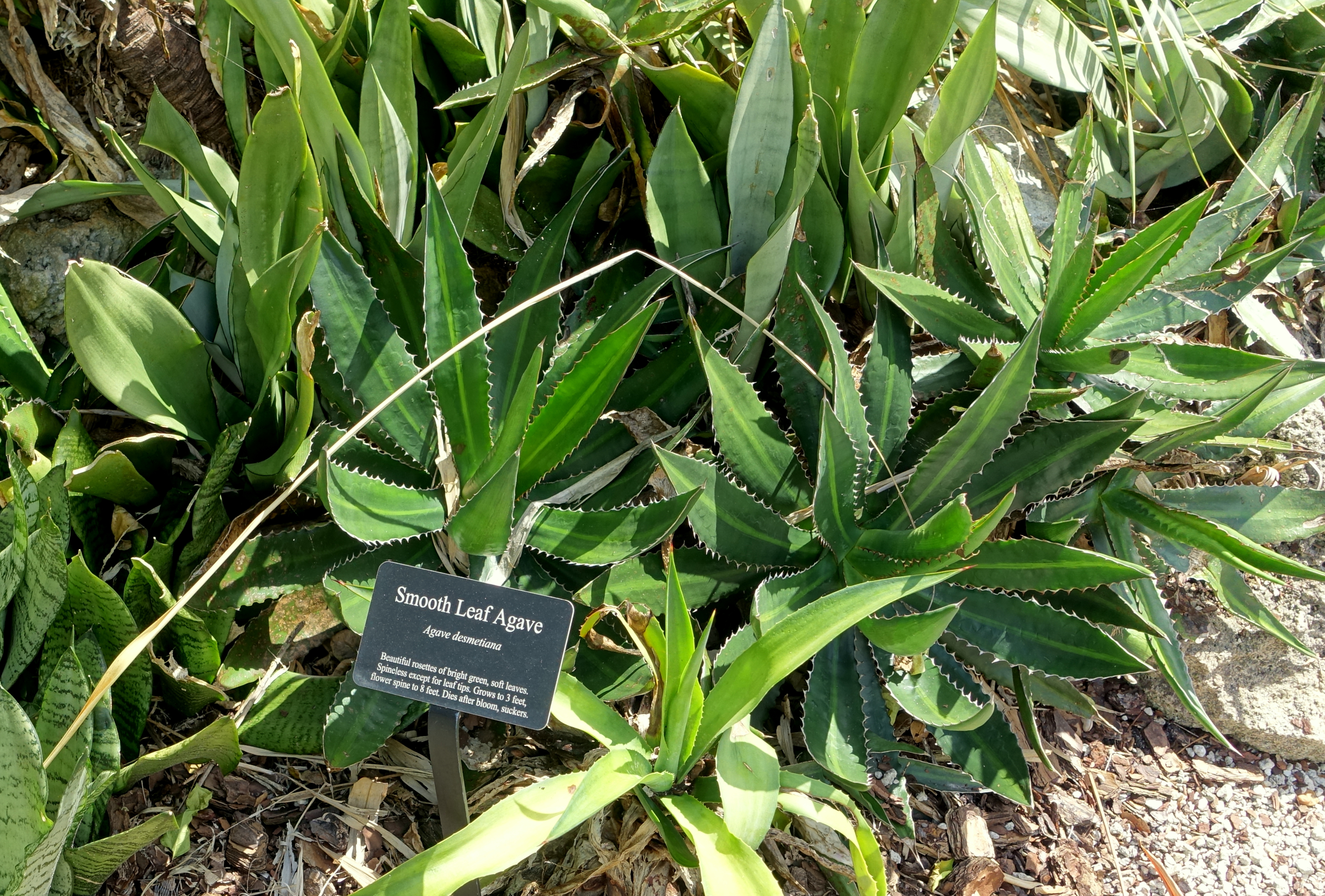 Agave horrida — reference photo