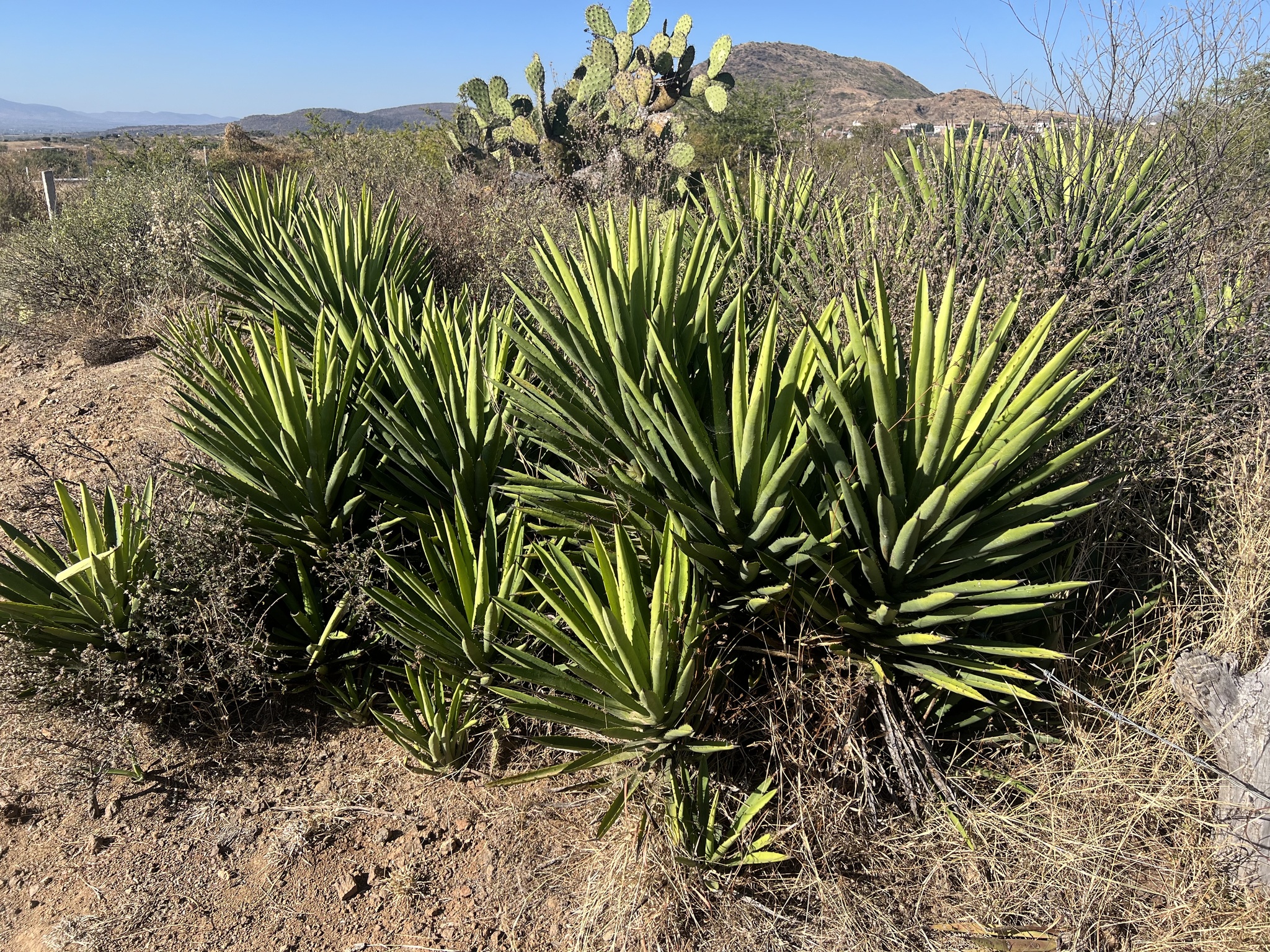 Agave karwinskii — reference photo