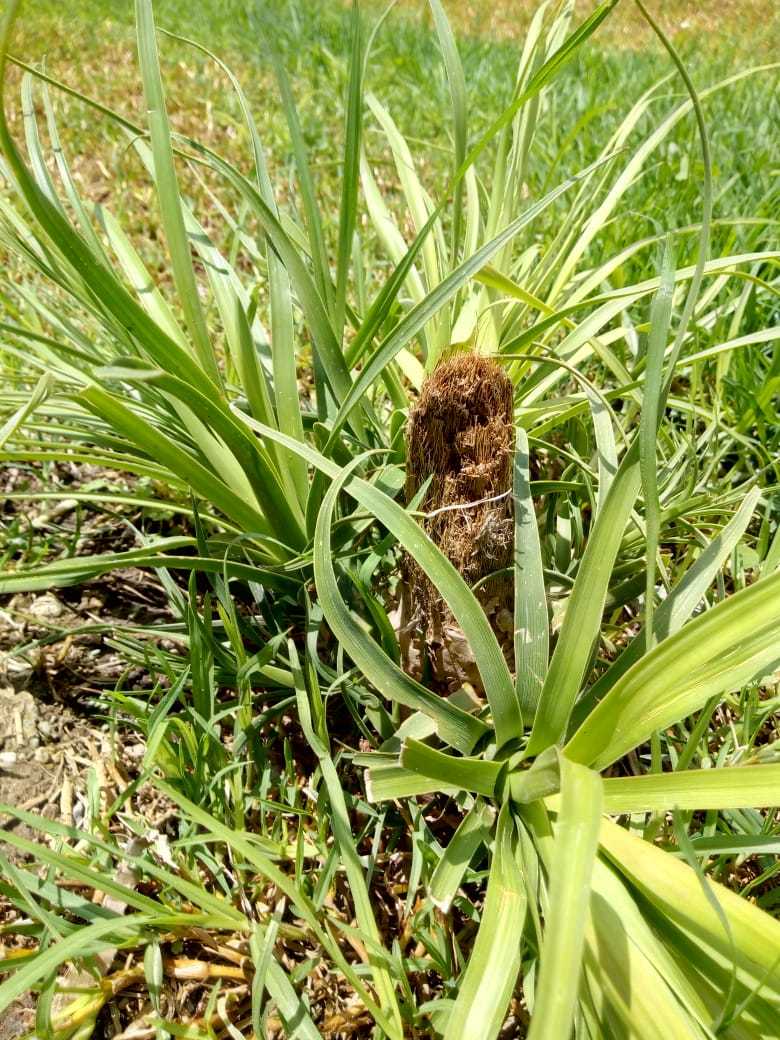 Beaucarnea gracilis — reference photo