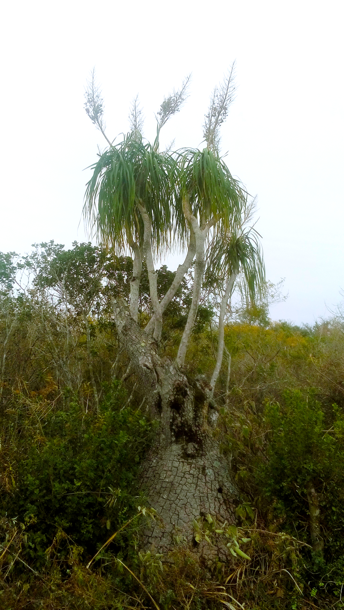 Beaucarnea recurvata — reference photo