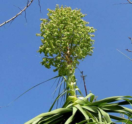 Beaucarnea pliabilis — reference photo