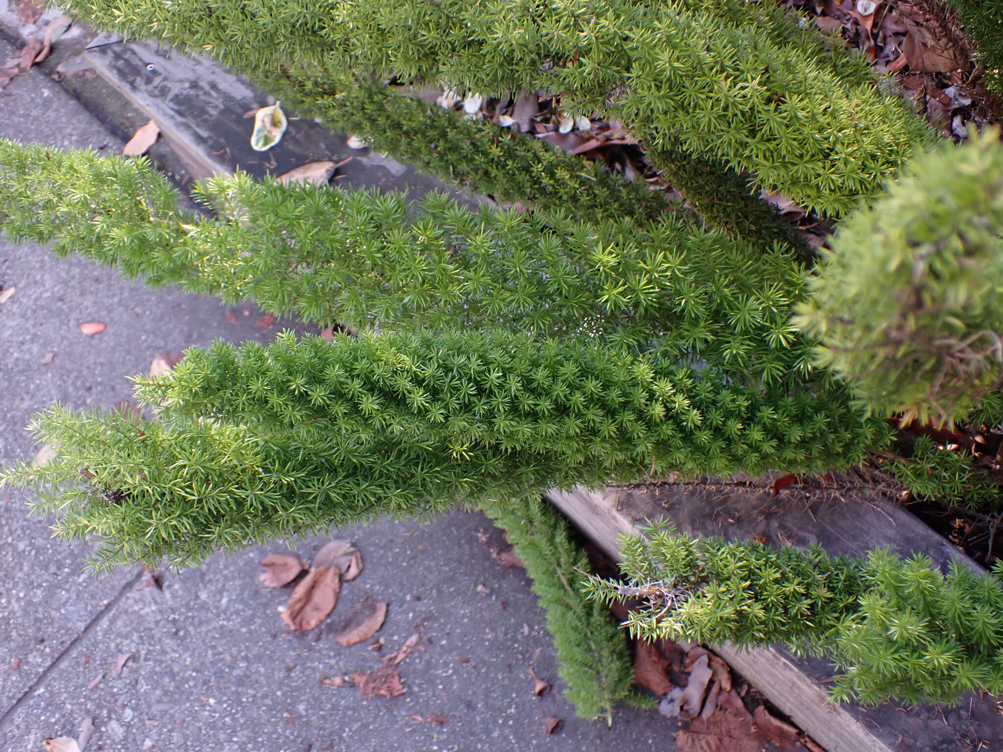 Asparagus densiflorus — reference photo