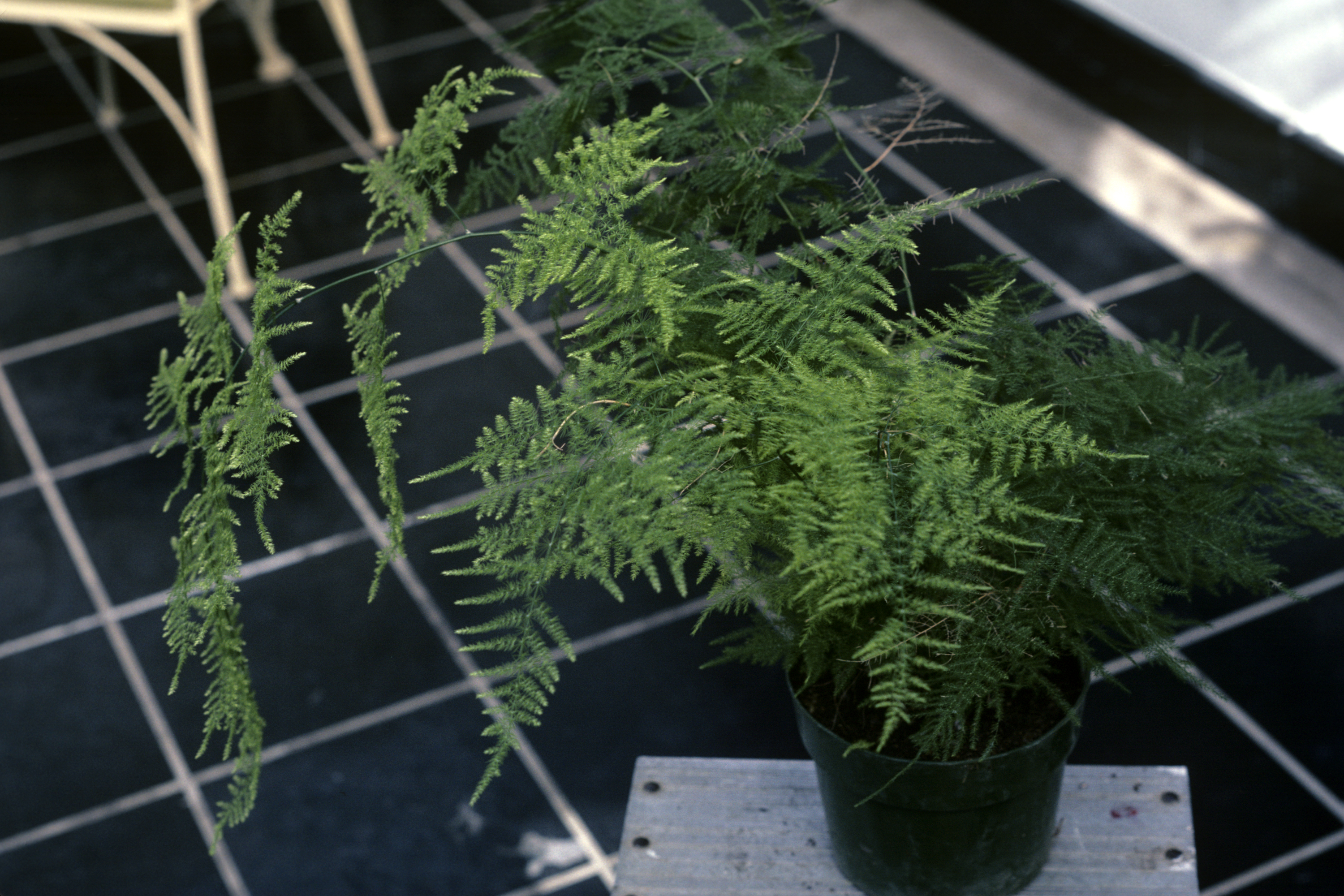 Asparagus setaceus — reference photo