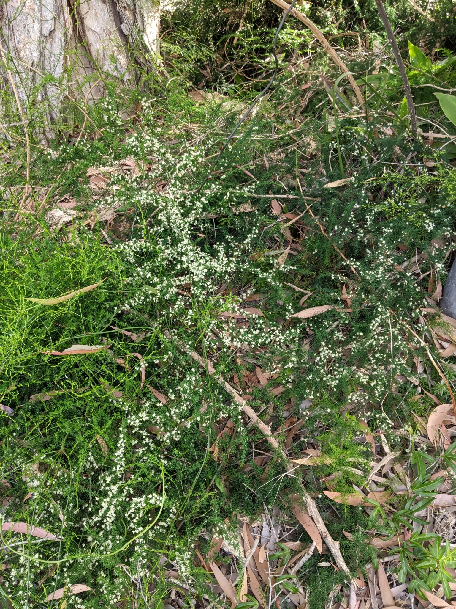 Asparagus aethiopicus — reference photo