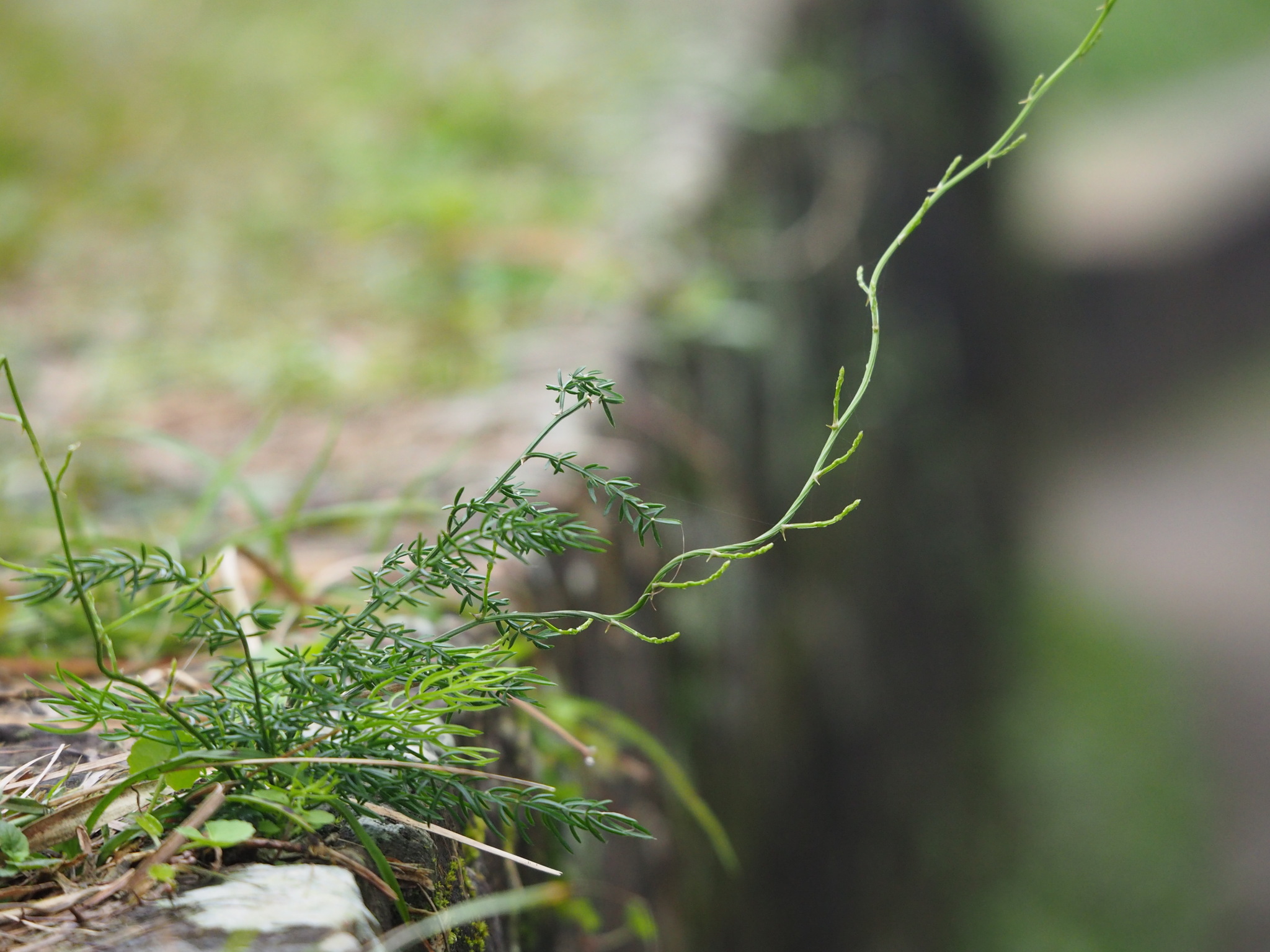 Asparagus cochinchinensis — reference photo