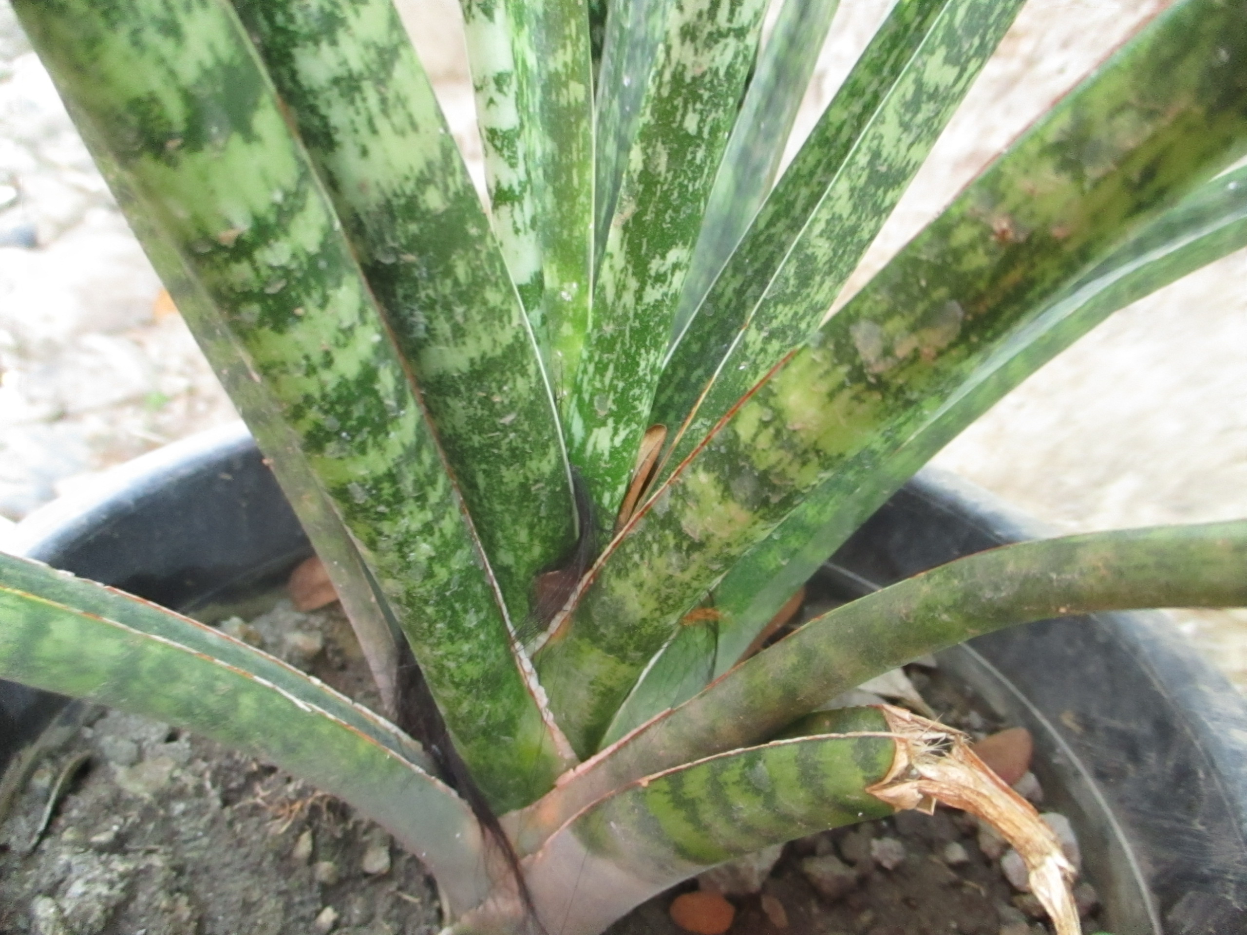 Sansevieria cylindrica — reference photo