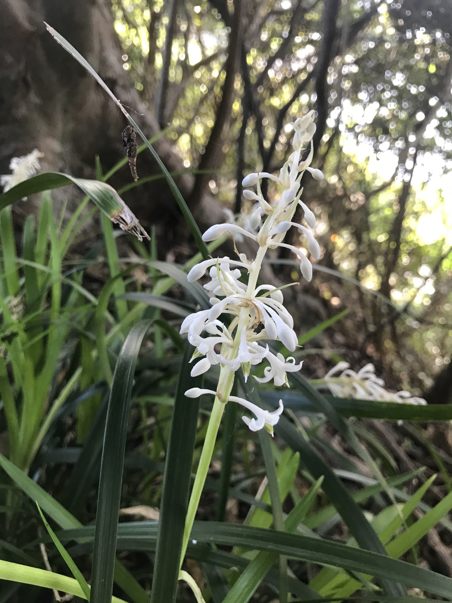 Ophiopogon jaburan — reference photo