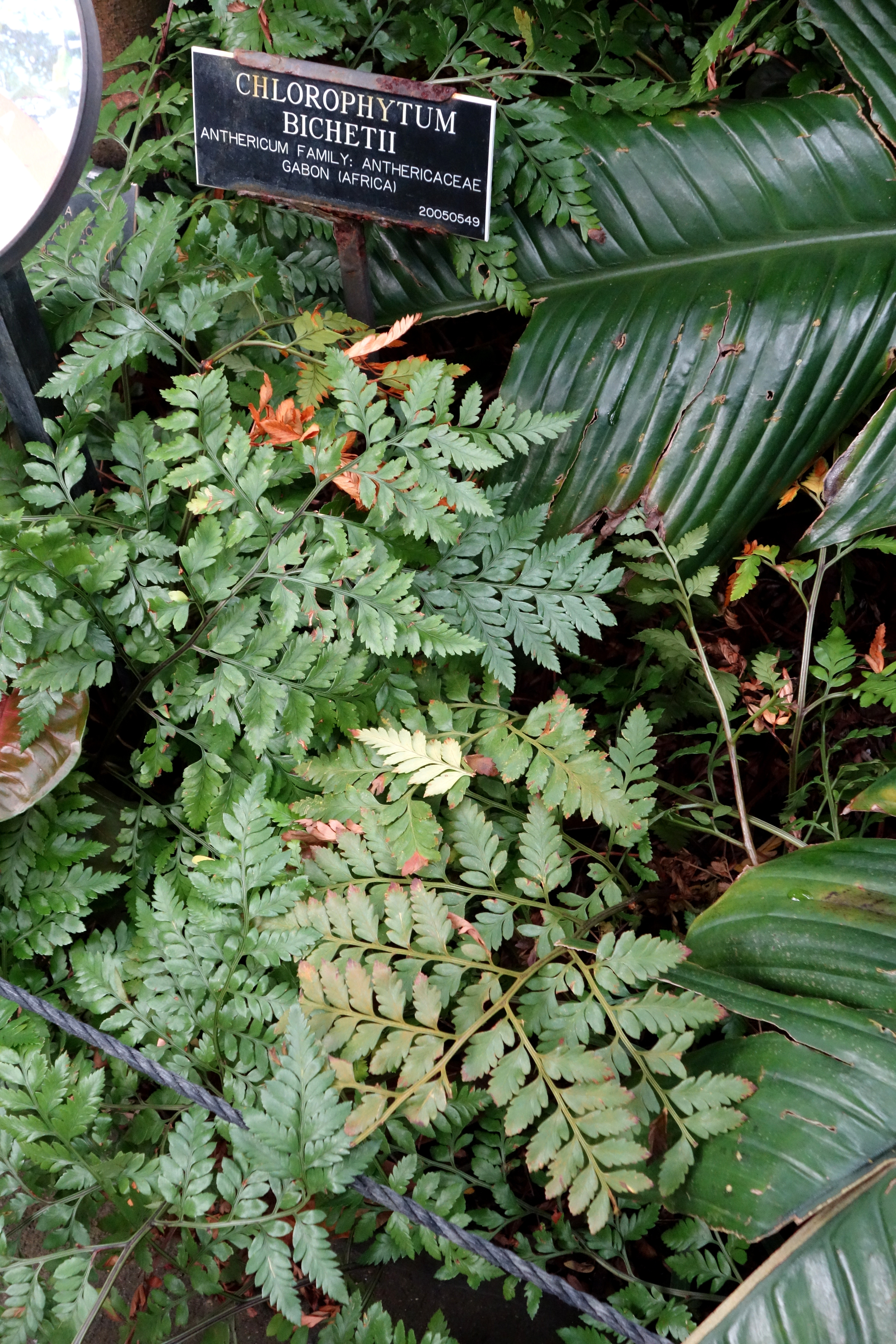 Chlorophytum laxum — reference photo