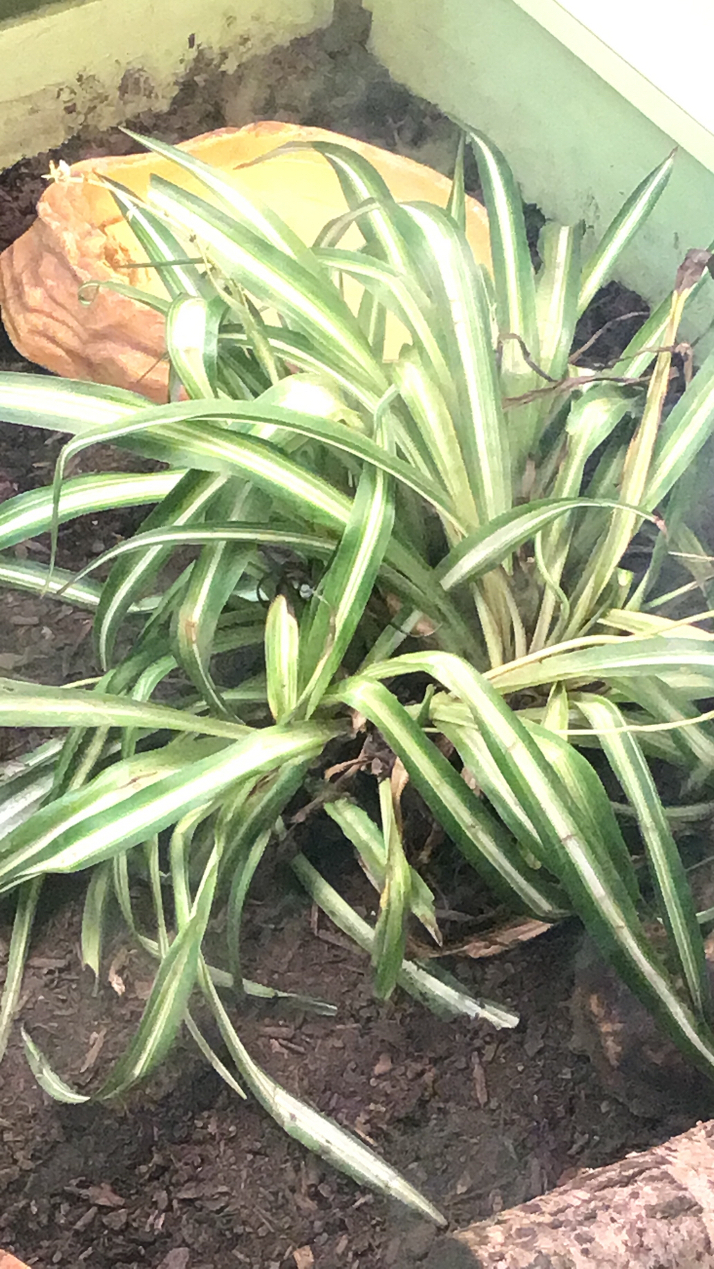 Chlorophytum comosum — reference photo