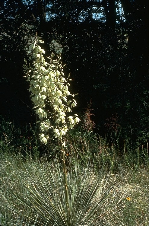 Yucca glauca — reference photo