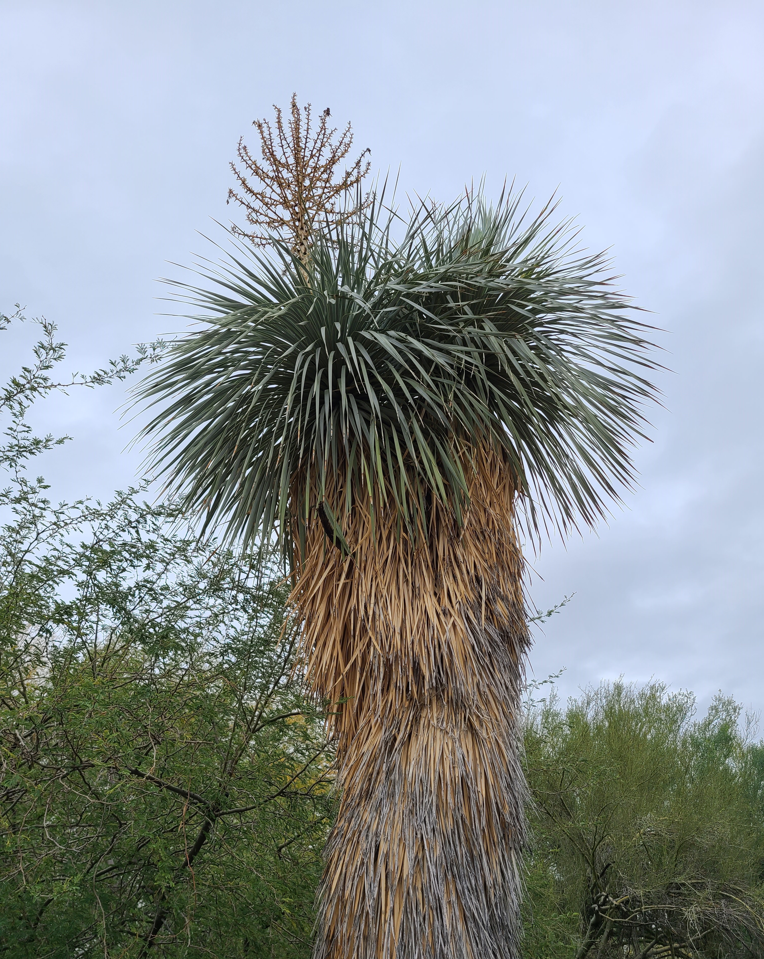 Yucca rostrata — reference photo